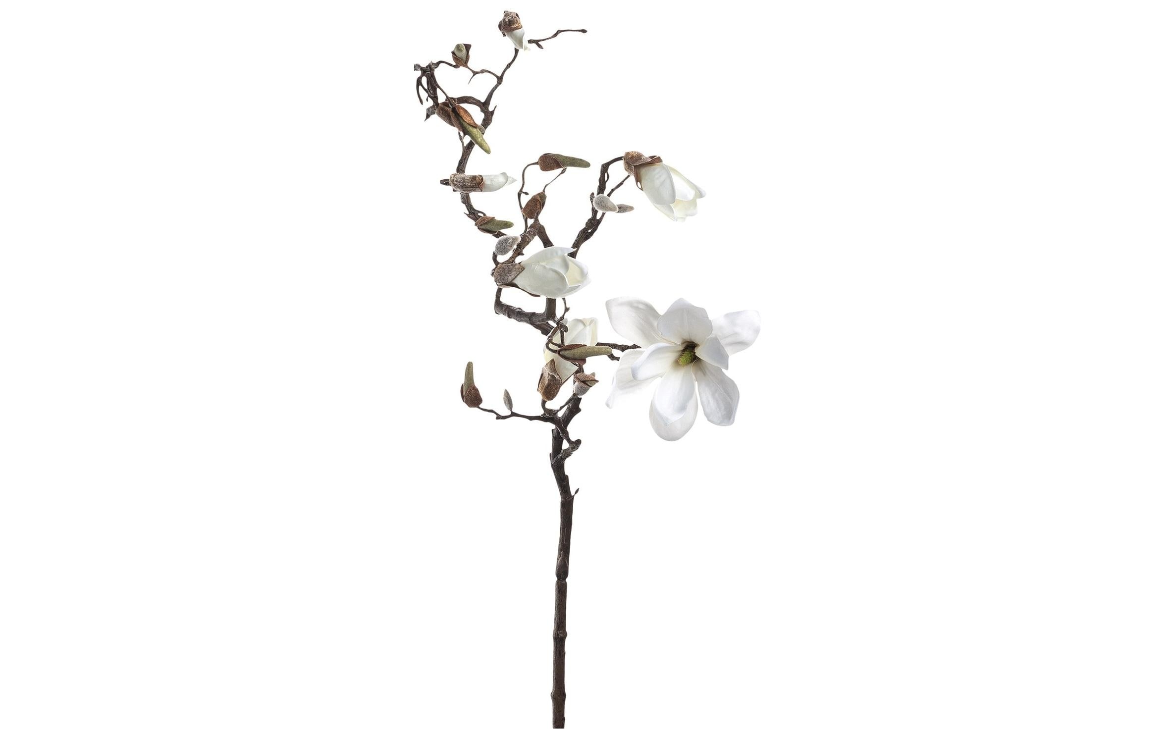 Image of LEONARDO Kunstblume »Magnolienzweig« bei Ackermann Versand Schweiz