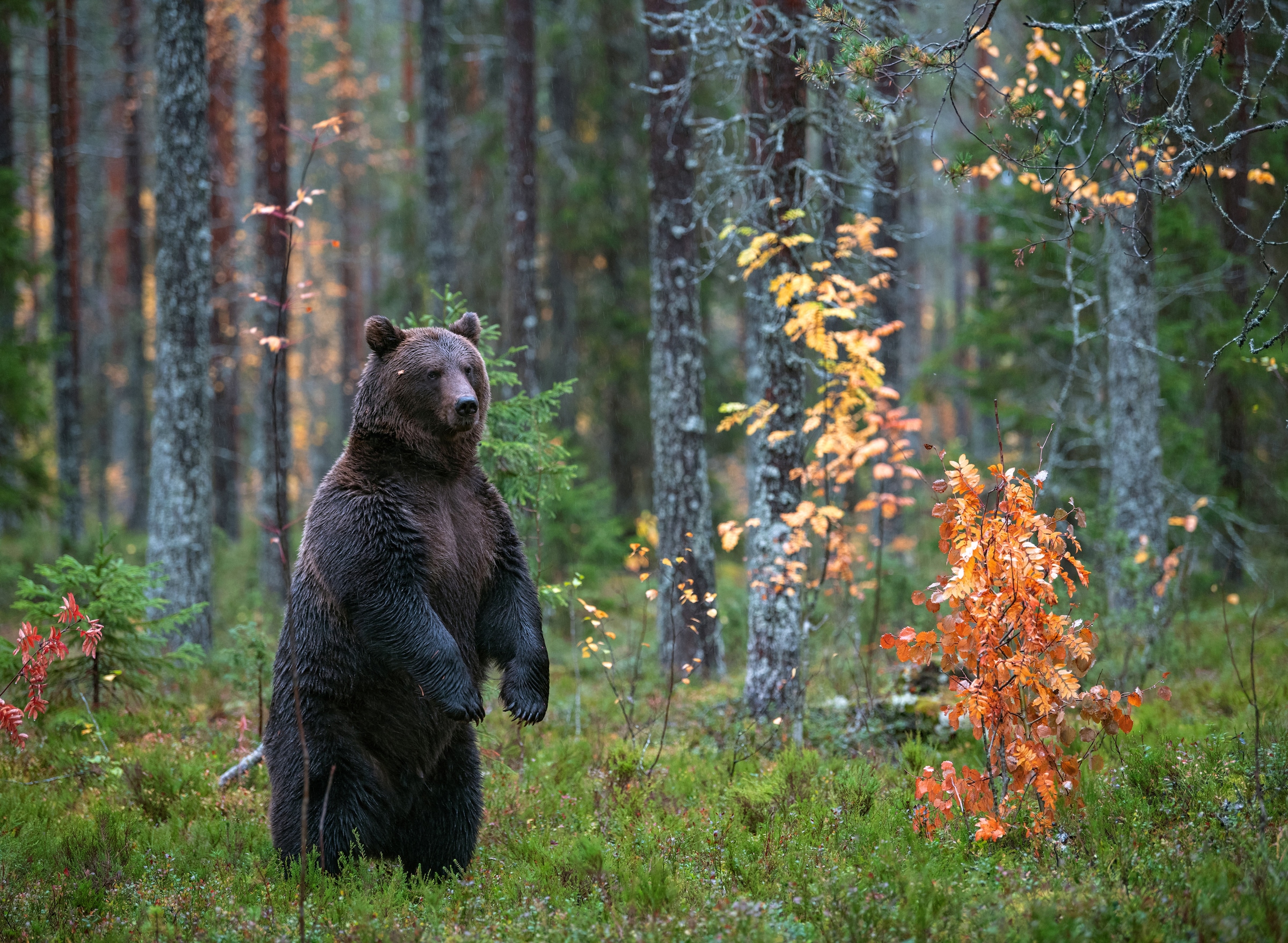 Image of Papermoon Fototapete "Brown Bear in Autumn Forest" glatt