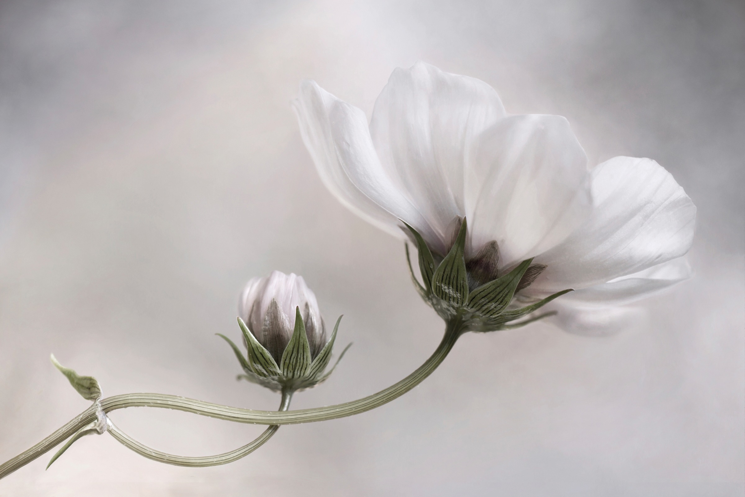 Image of Papermoon Fototapete »Photo-Art MANDY DISHER, EINFACH KOSMOS«, Vliestapete, hochwertiger Digitaldruck, inklusive Kleister bei Ackermann Versand Schweiz