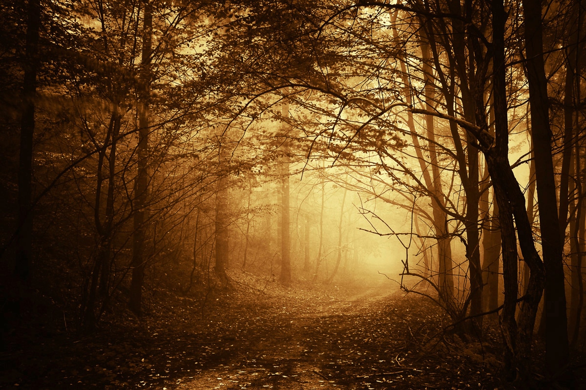 Image of Papermoon Fototapete "Dunkler Wald"