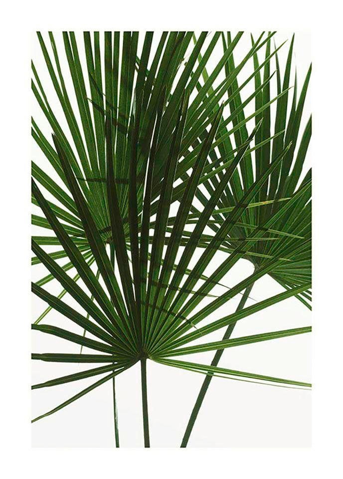 Image of Komar Bild "Palmtree Leaves" Pflanzen 1 Stk. tlg. Wandbild zur Dekoration - ohne Rahmen
