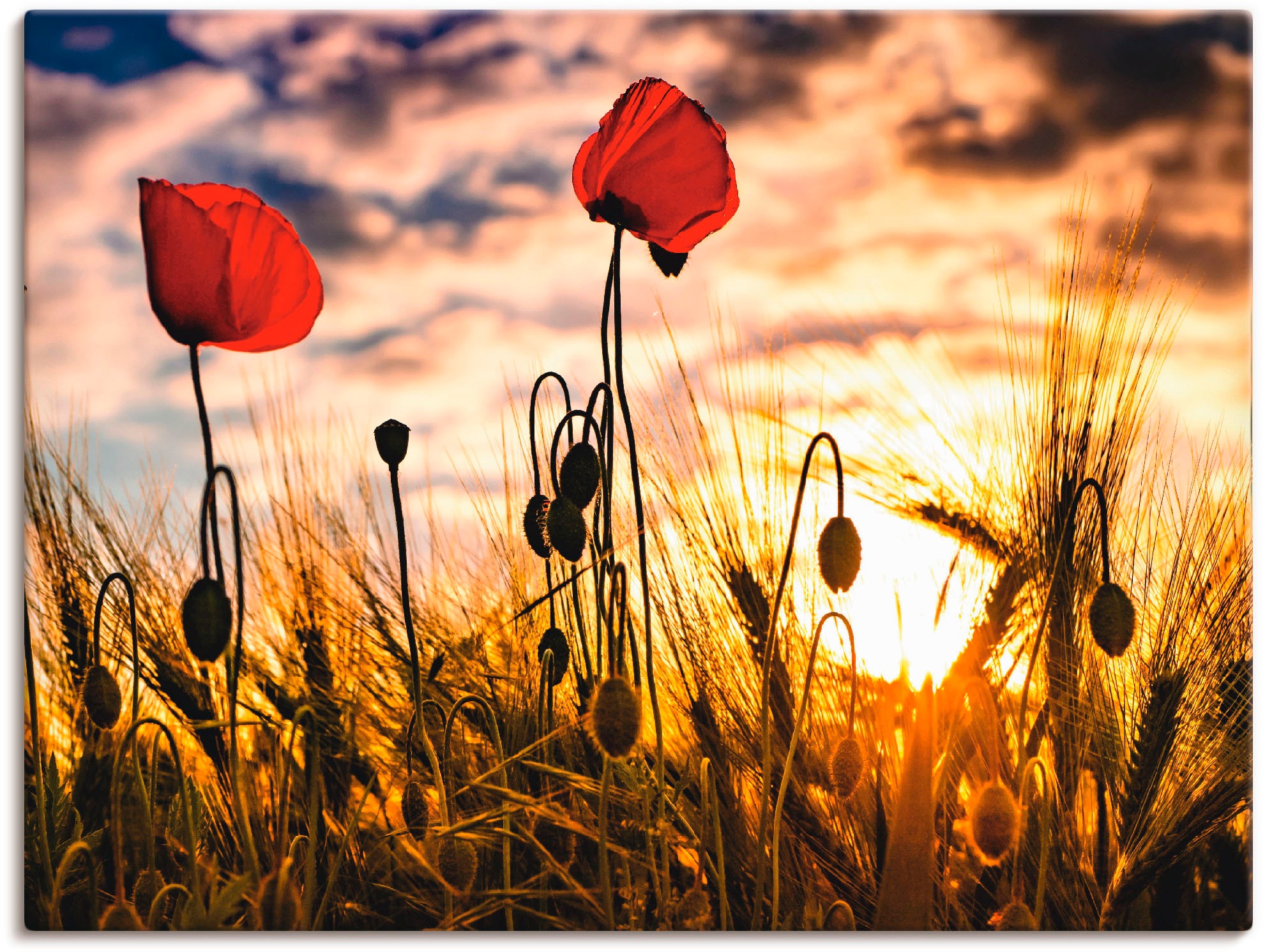Image of Artland Leinwandbild "Mohnblumen im Sonnenuntergang" Blumen 1 Stk. tlg. auf Holzrahmen gespannt