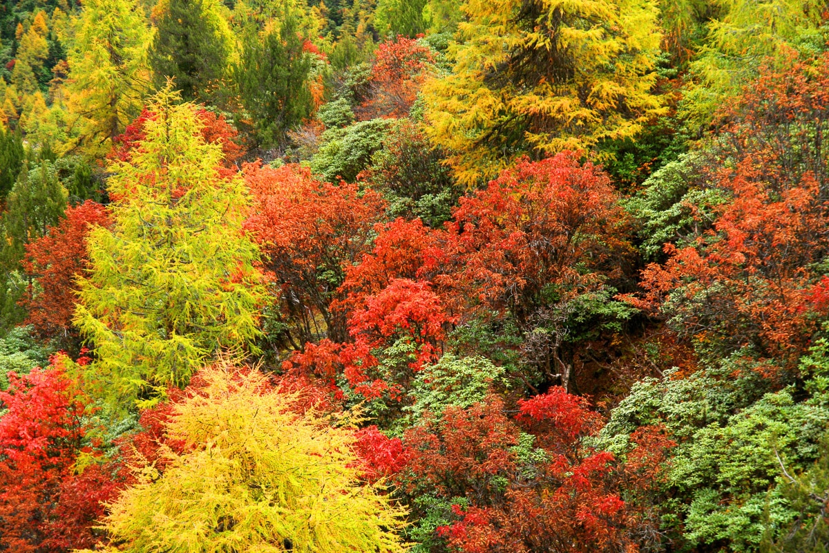 Image of Papermoon Fototapete "Herbst Wald"