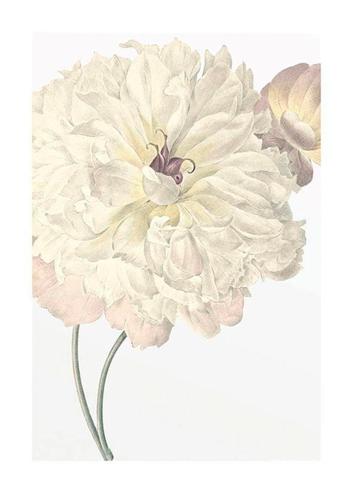 Image of Komar Bild "Illustration Dahlia" Blumen 1 Stk. tlg. Wandbild zur Dekoration - ohne Rahmen