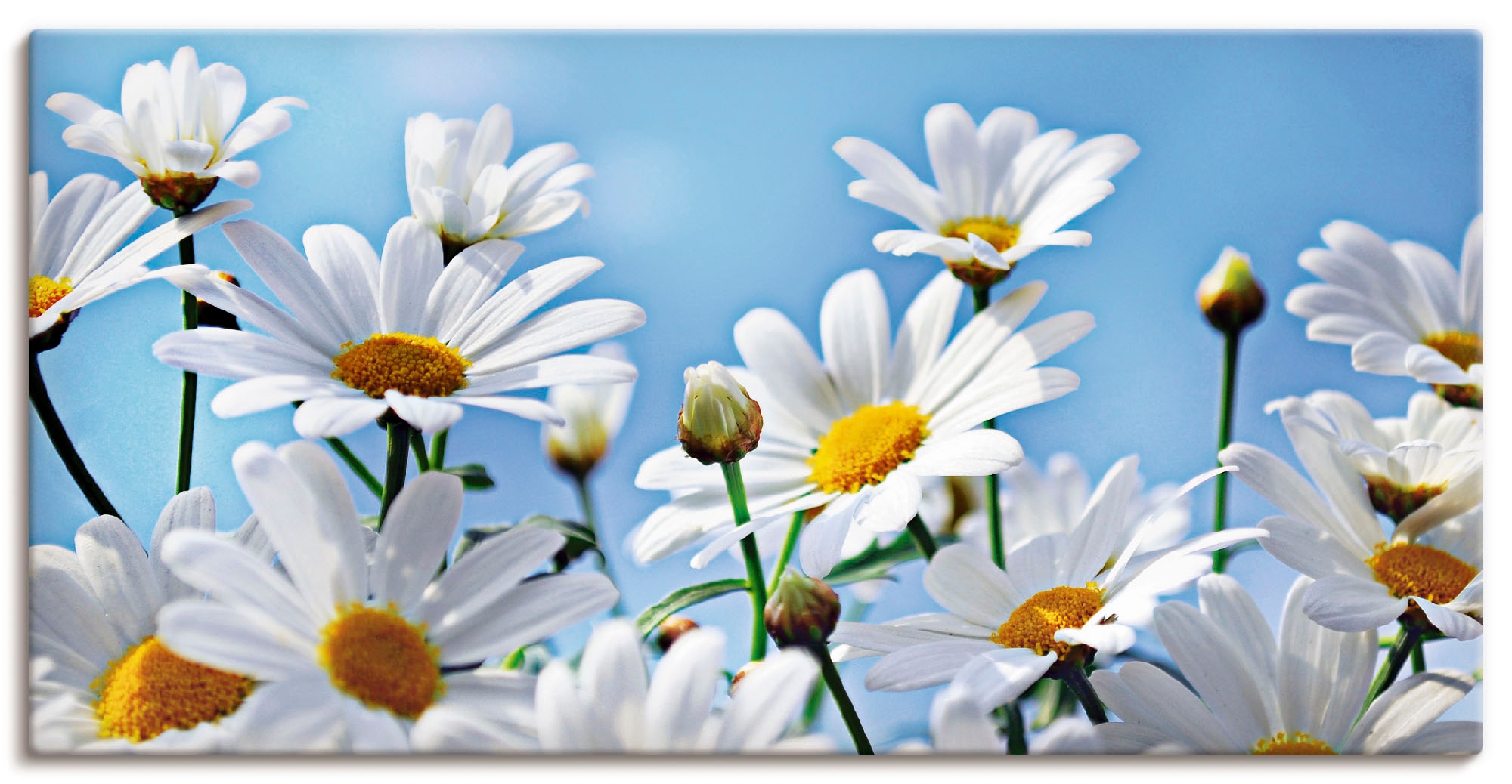 Artland Wandbild »Blumen - Margeriten«, Blumen, (1 St.), als Alubild,  Leinwandbild, Wandaufkleber oder Poster in versch. Grössen günstig kaufen