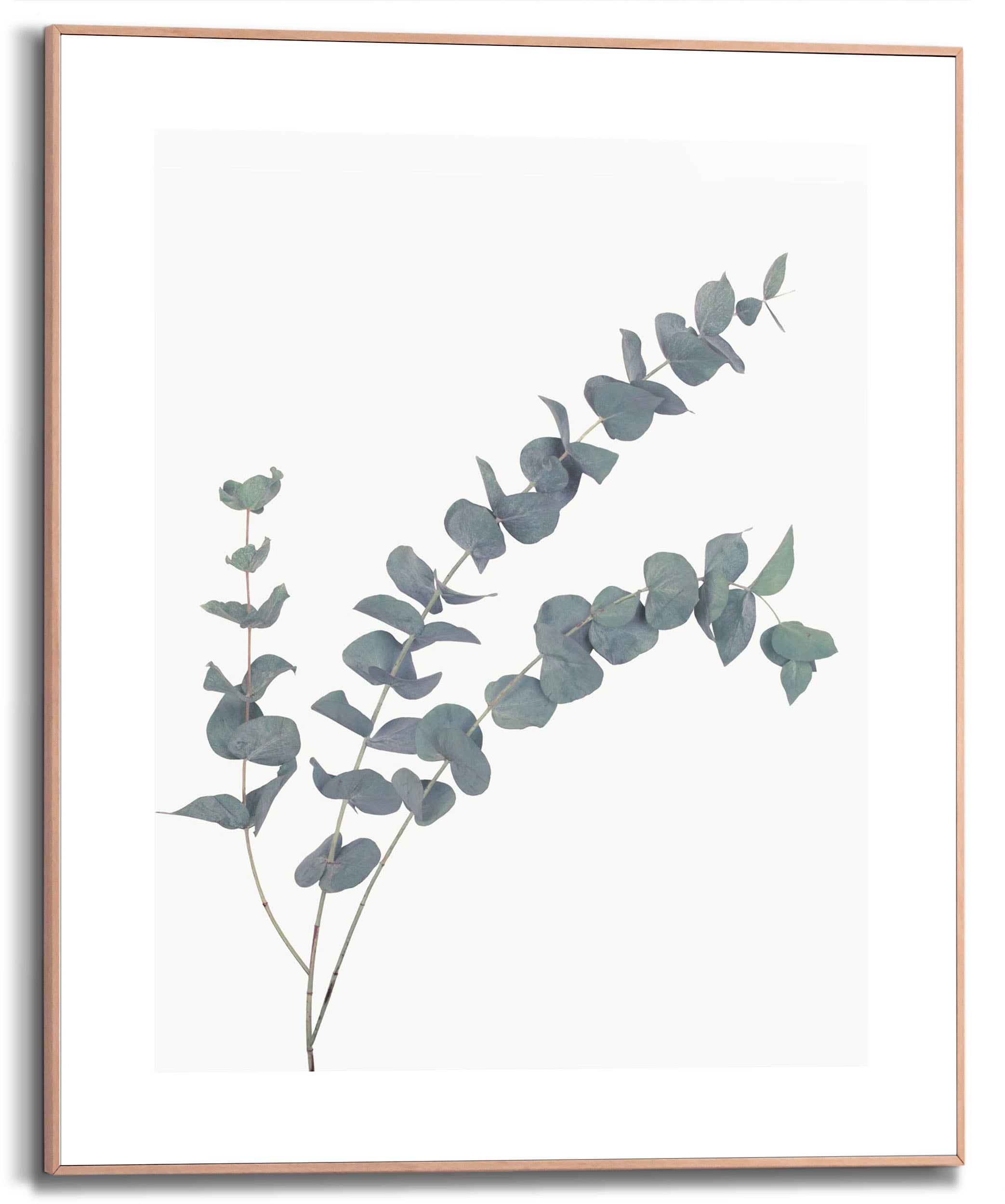 Image of Reinders! Bild mit Rahmen »Eucalyptus«, (1 St.) bei Ackermann Versand Schweiz