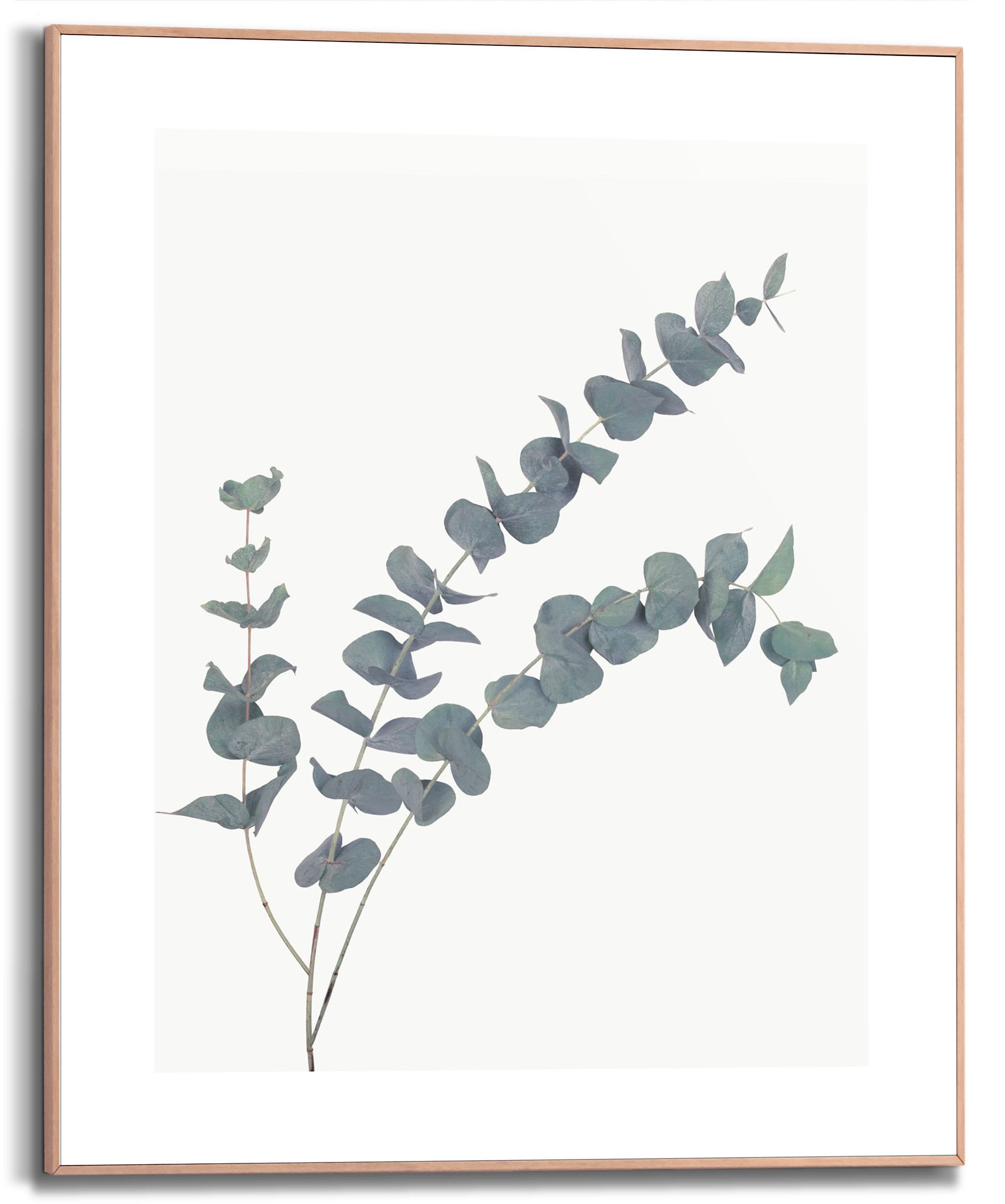 Image of Reinders Bild mit Rahmen "Eucalyptus" 1 Stk. tlg.