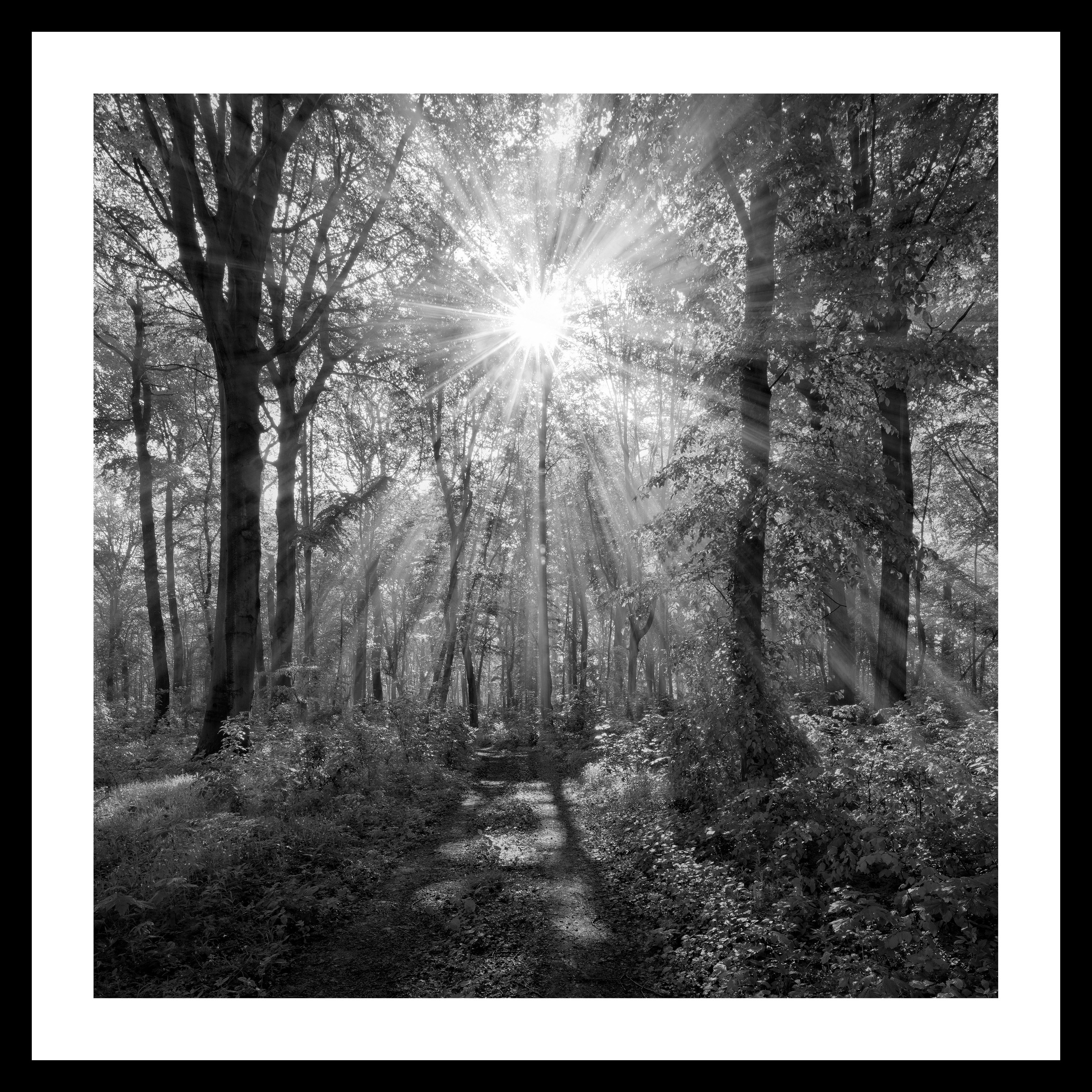 Image of Spiegelprofi GmbH Bild »Wald«, hochwertiger Kunstdruck, Rahmen schwarz bei Ackermann Versand Schweiz