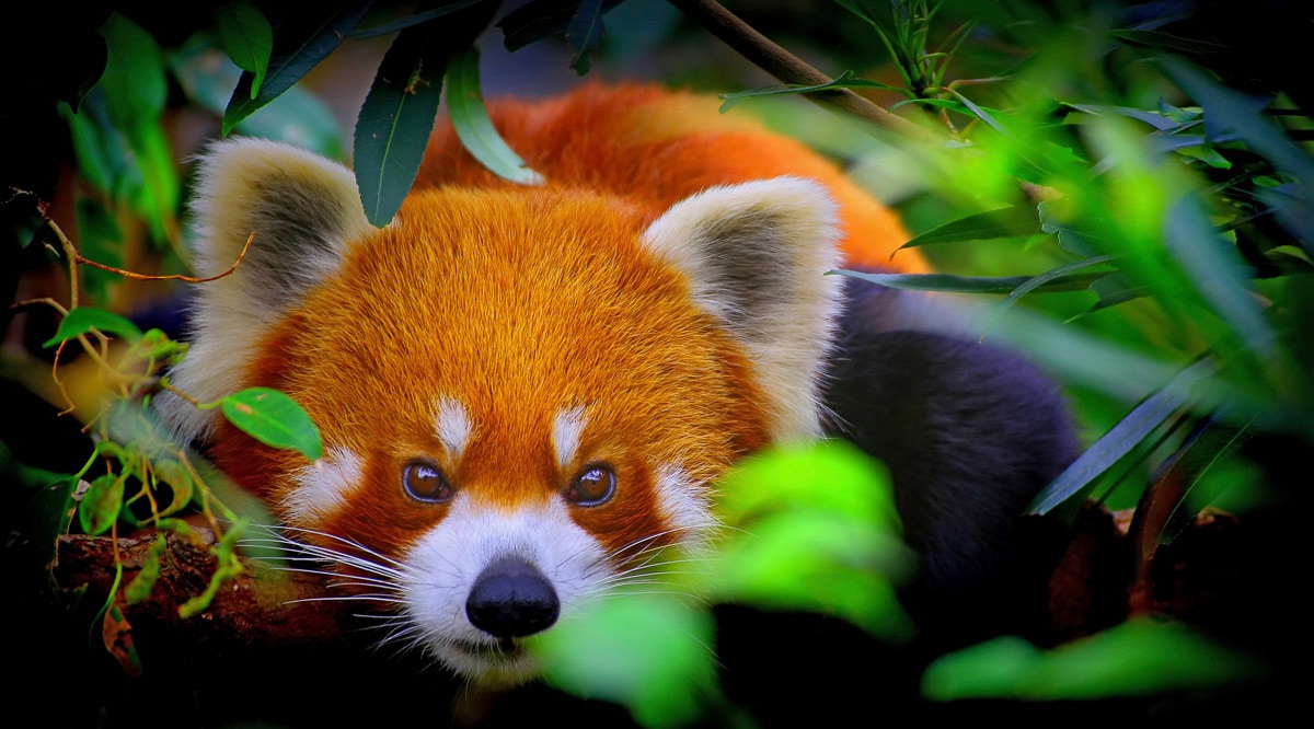Fototapete »Rotes Panda-Porträt«