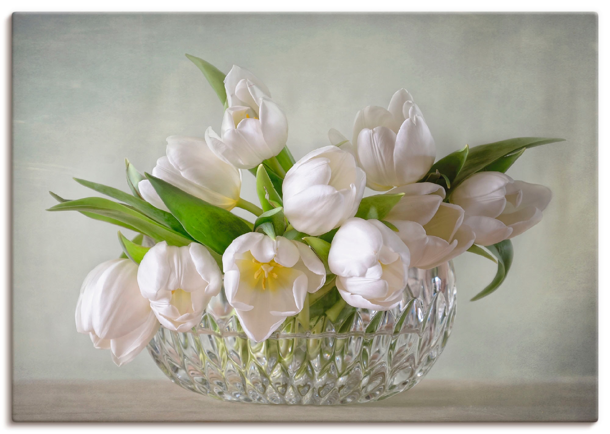 Image of Artland Wandbild "Weisse Tulpen" Blumen 1 Stk. tlg. als Leinwandbild, Poster in verschied. Grössen