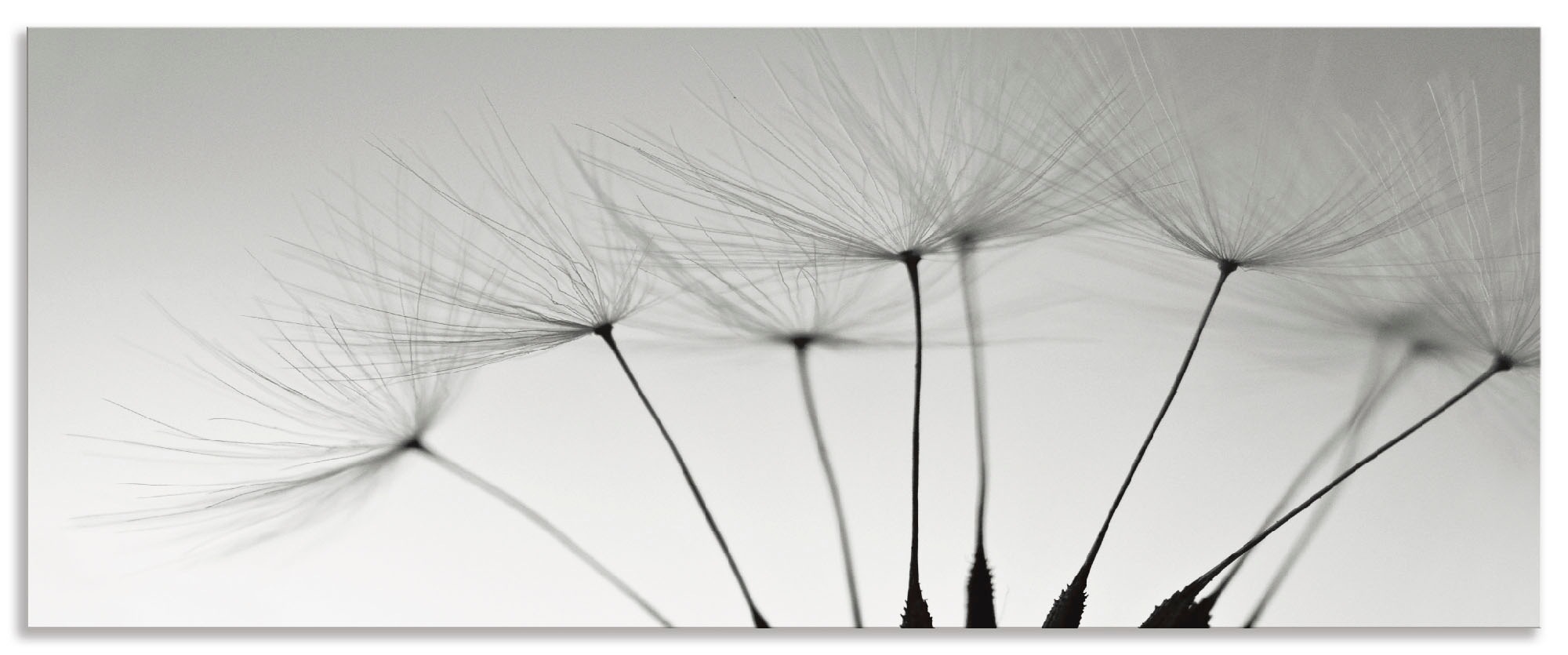 Image of Artland Küchenrückwand »Pusteblumen-Samen I«, (1 tlg.), selbstklebend in vielen Grössen - Spritzschutz Küche hinter Herd u. Spüle als Wandschutz vor Fett, Wasser u. Schmutz - Rückwand, Wandverkleidung aus Alu bei Ackermann Versand Schweiz