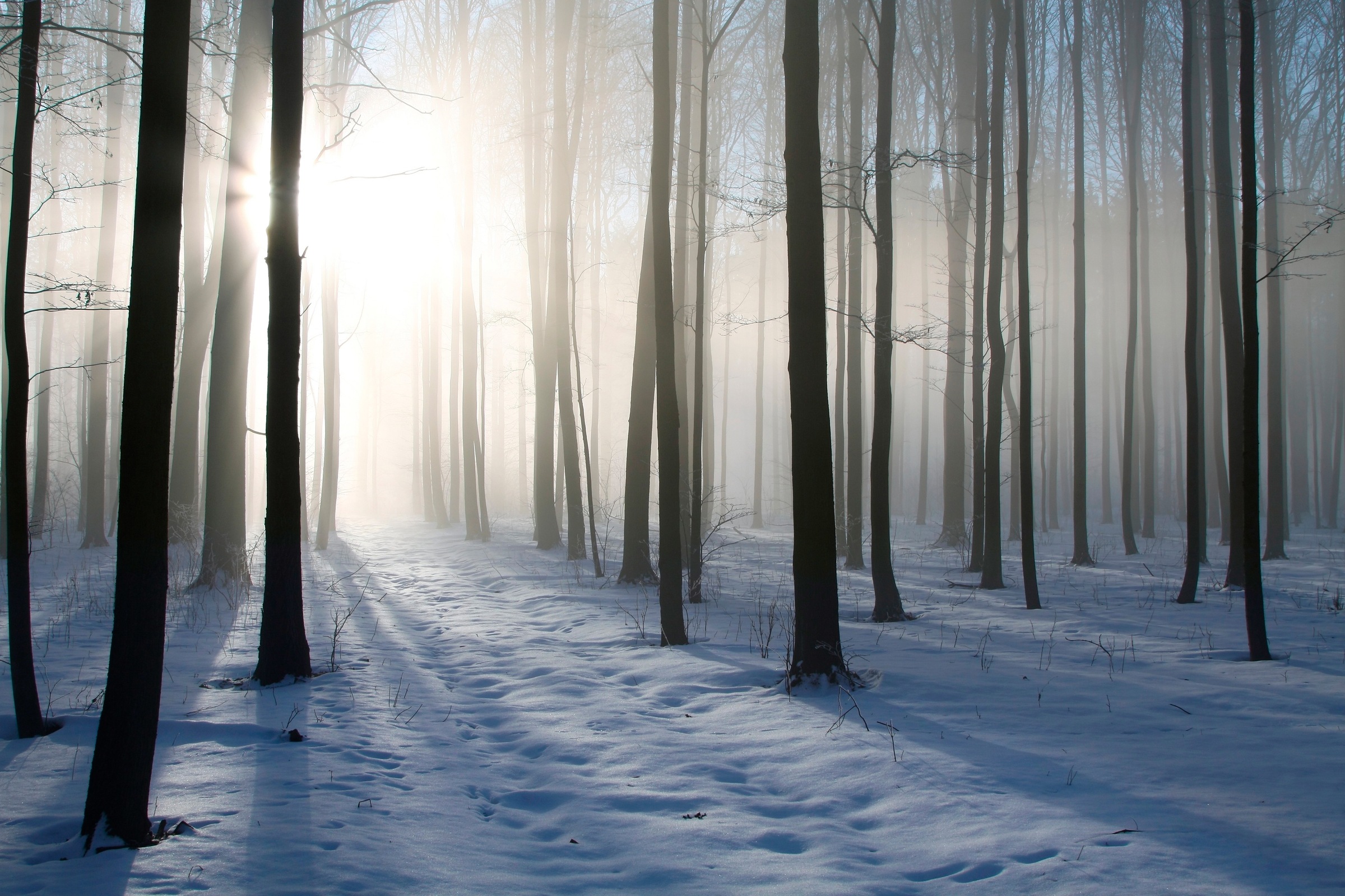 Papermoon Fototapete »Misty Winter Forest«