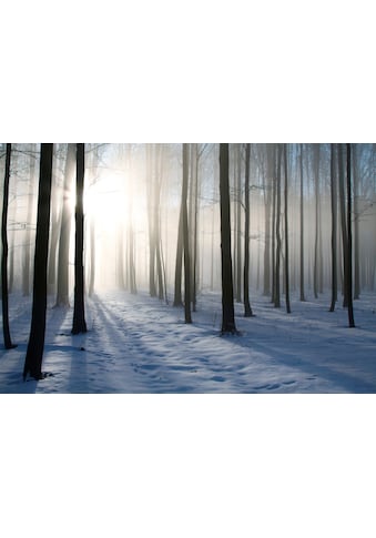 Fototapete »Misty Winter Forest«