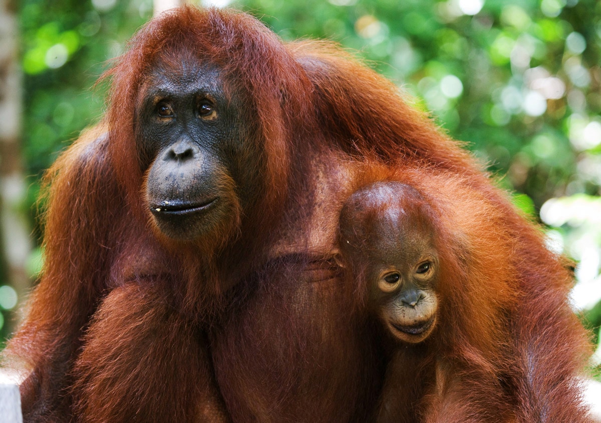 Papermoon Fototapete »Orang-Utan mit Baby«