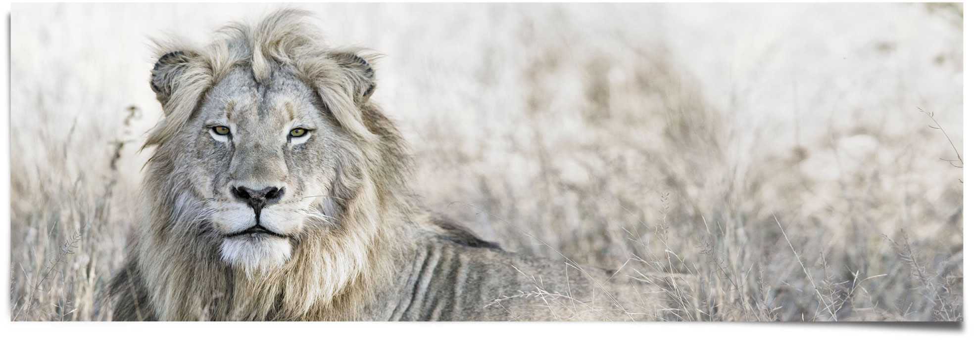 Reinders Poster "Löwe" 1 Stk. tlg.