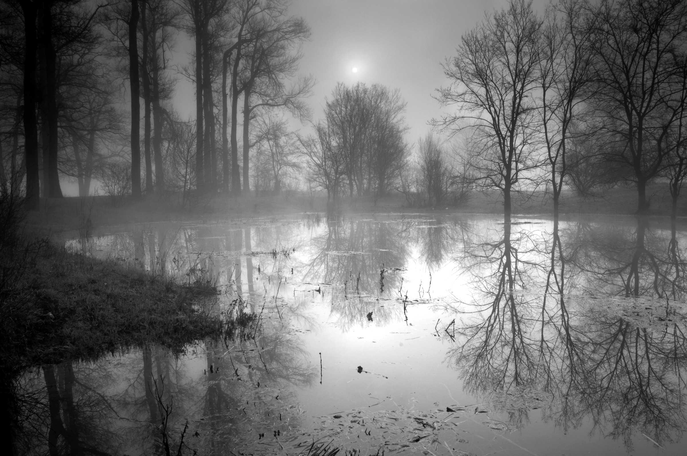 Image of Papermoon Fototapete "See im Wald Schwarz & Weiss"