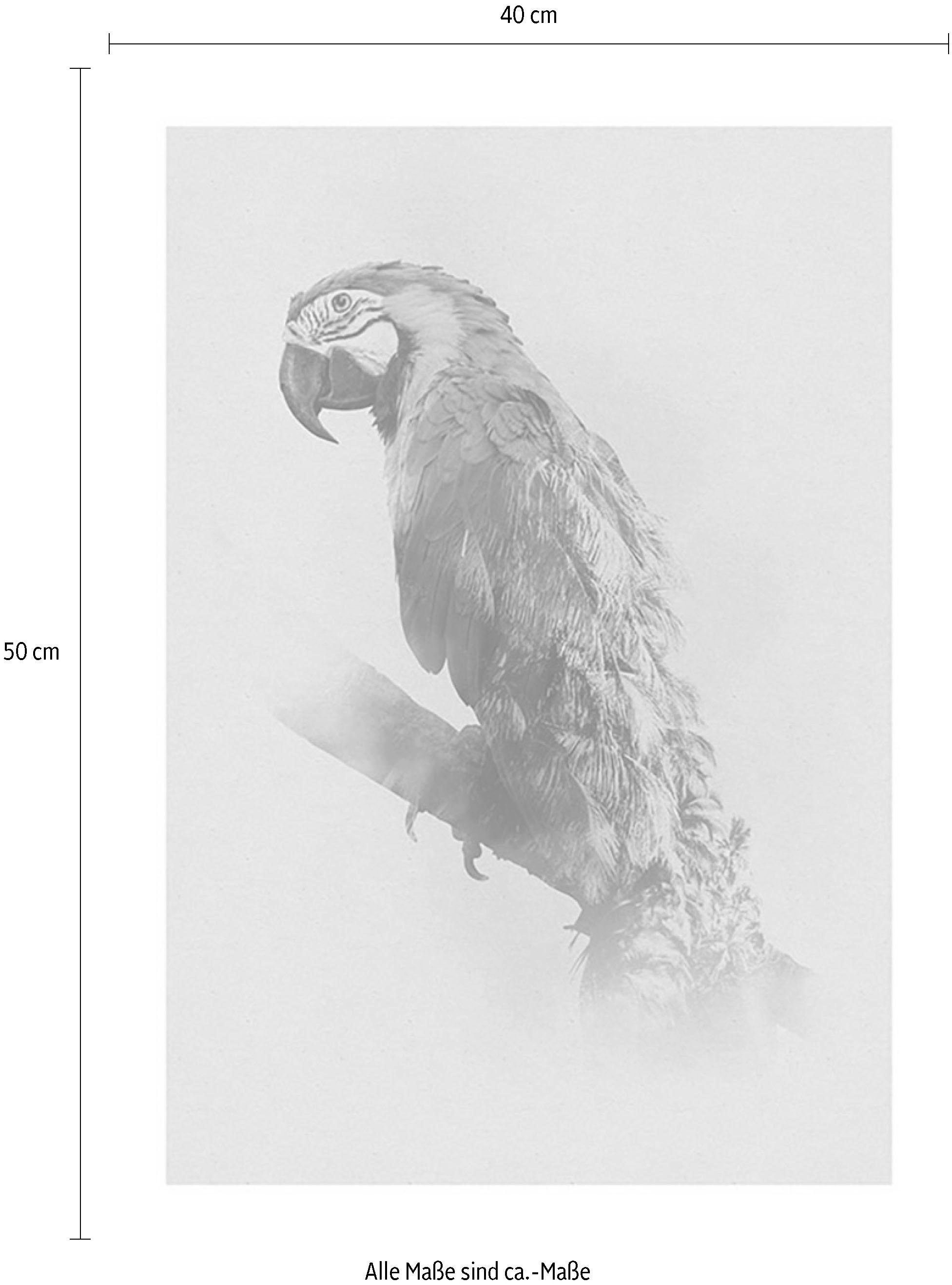 Komar Bild »Animals Paradise Parrot«, Tiere, (1 St.), Wandbild zur Dekoration - ohne Rahmen