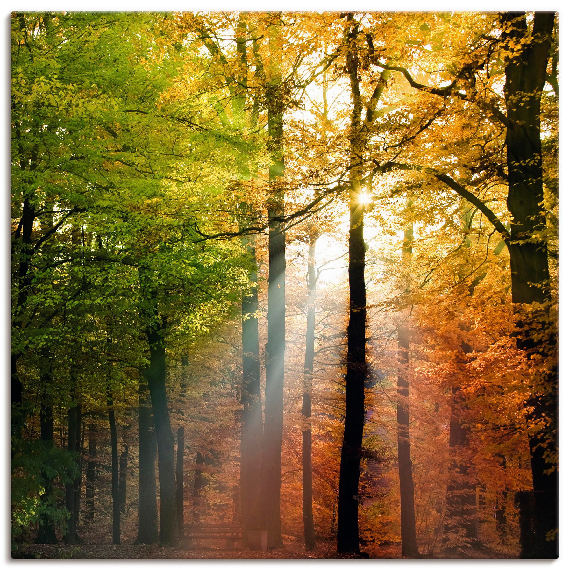 Image of Artland Leinwandbild "Schöner Herbsttag 2" Wald 1 Stk. tlg. auf Holzrahmen gespannt
