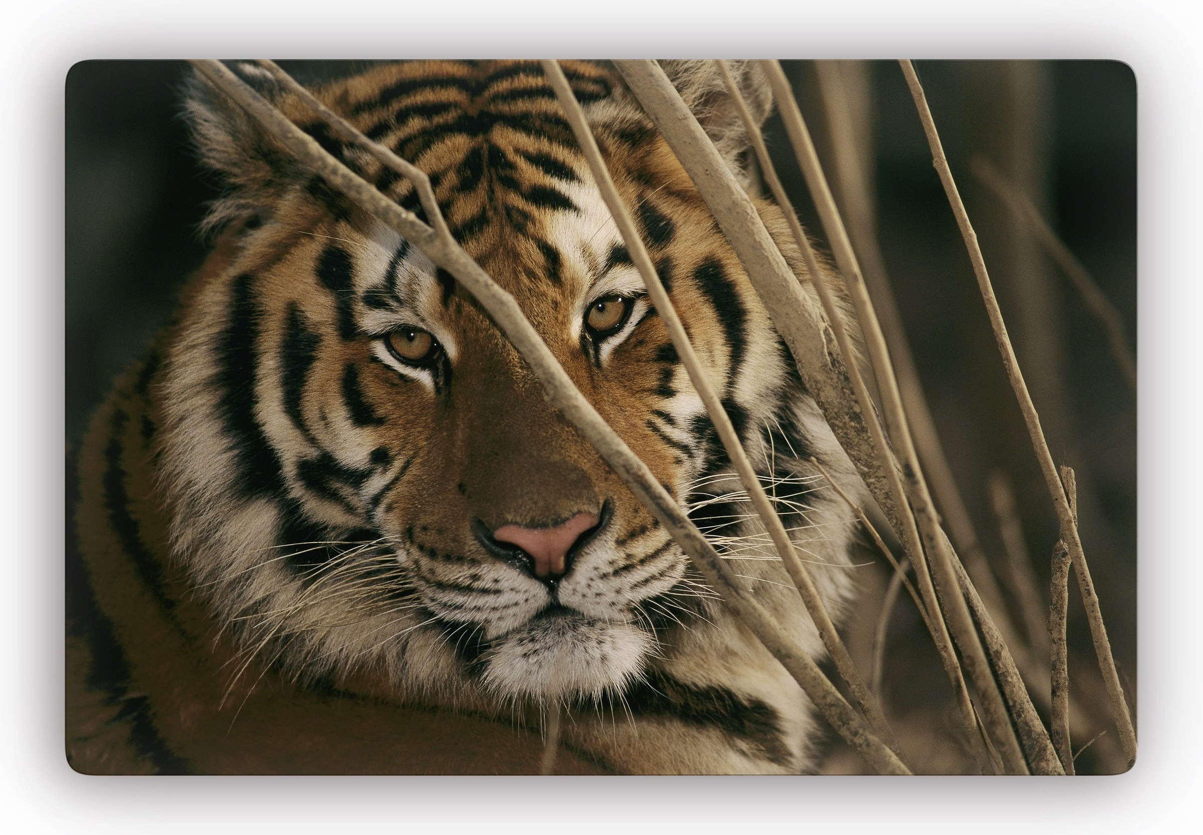Image of Wall-Art Glasbild »Tiger«, 60/40 cm oder 100/70 cm bei Ackermann Versand Schweiz