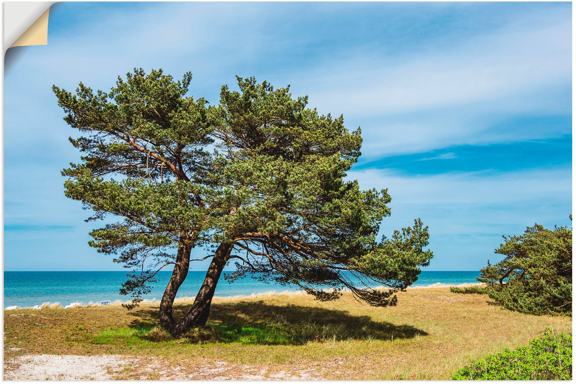 Image of Artland Wandbild »Küstenwald auf dem Fischland-Darss«, Küste, (1 St.), in vielen Grössen & Produktarten - Alubild / Outdoorbild für den Aussenbereich, Leinwandbild, Poster, Wandaufkleber / Wandtattoo auch für Badezimmer geeignet bei Ackermann Versand Schw