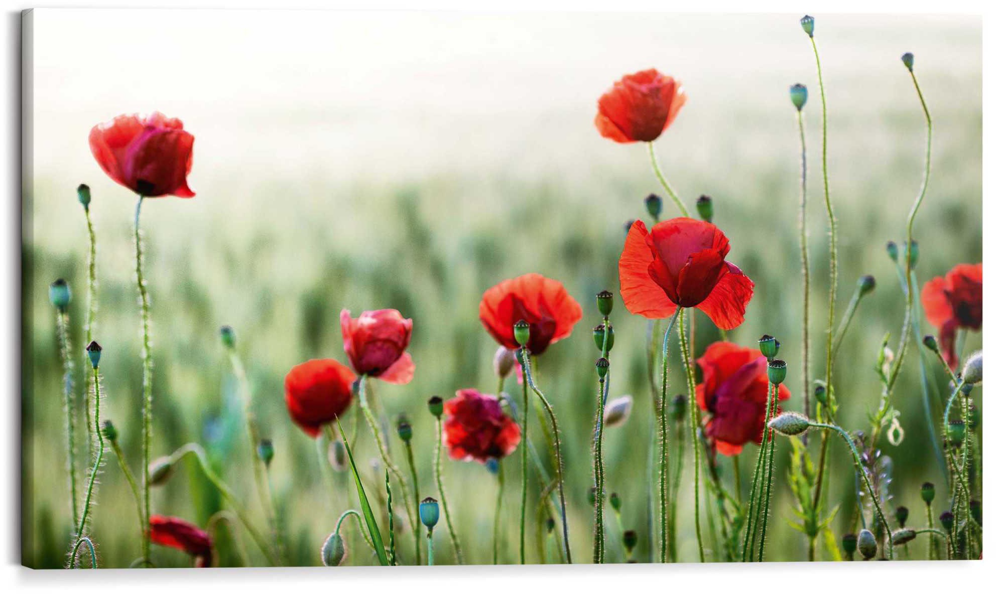 Image of Reinders! Holzbild »Deco Block 70x118 Wild Poppies« bei Ackermann Versand Schweiz