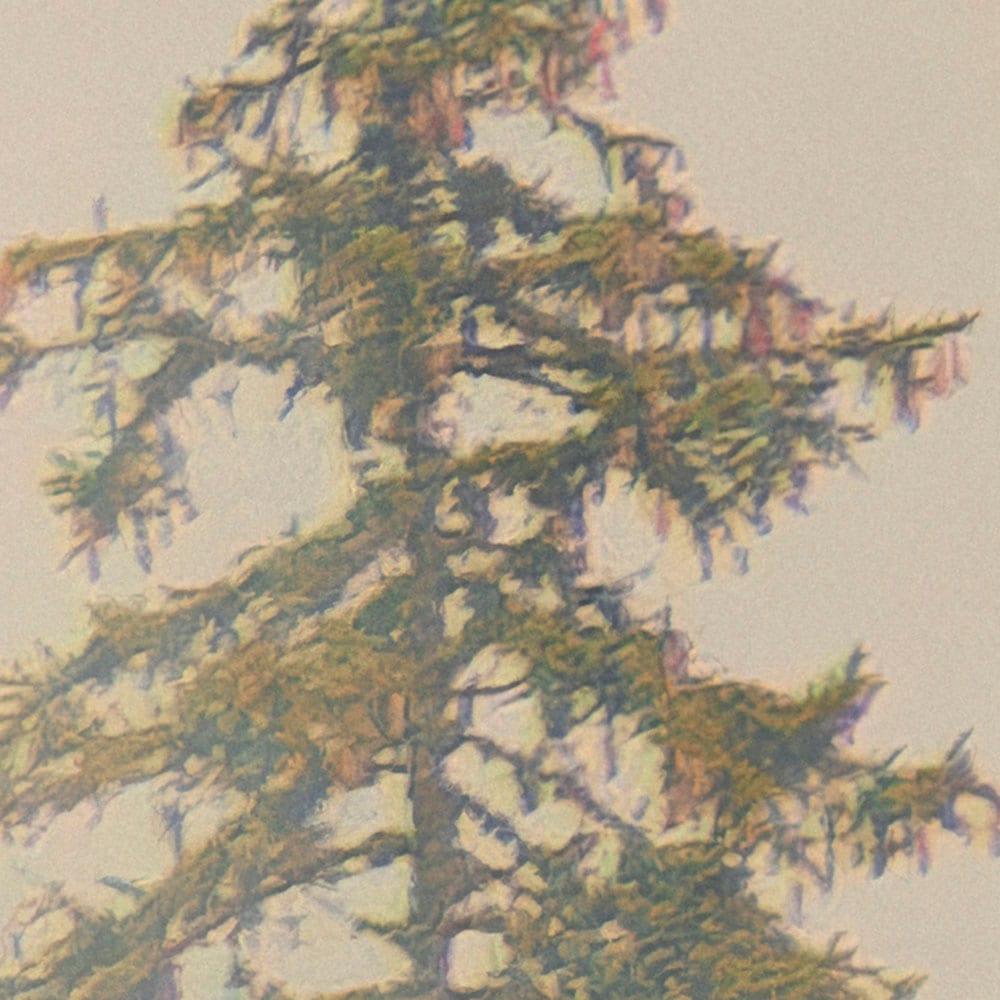 Komar Fototapete »Vlies Fototapete - Mystical Firs - Grösse 400 x 250 cm« Motiv | bedruckt glatt