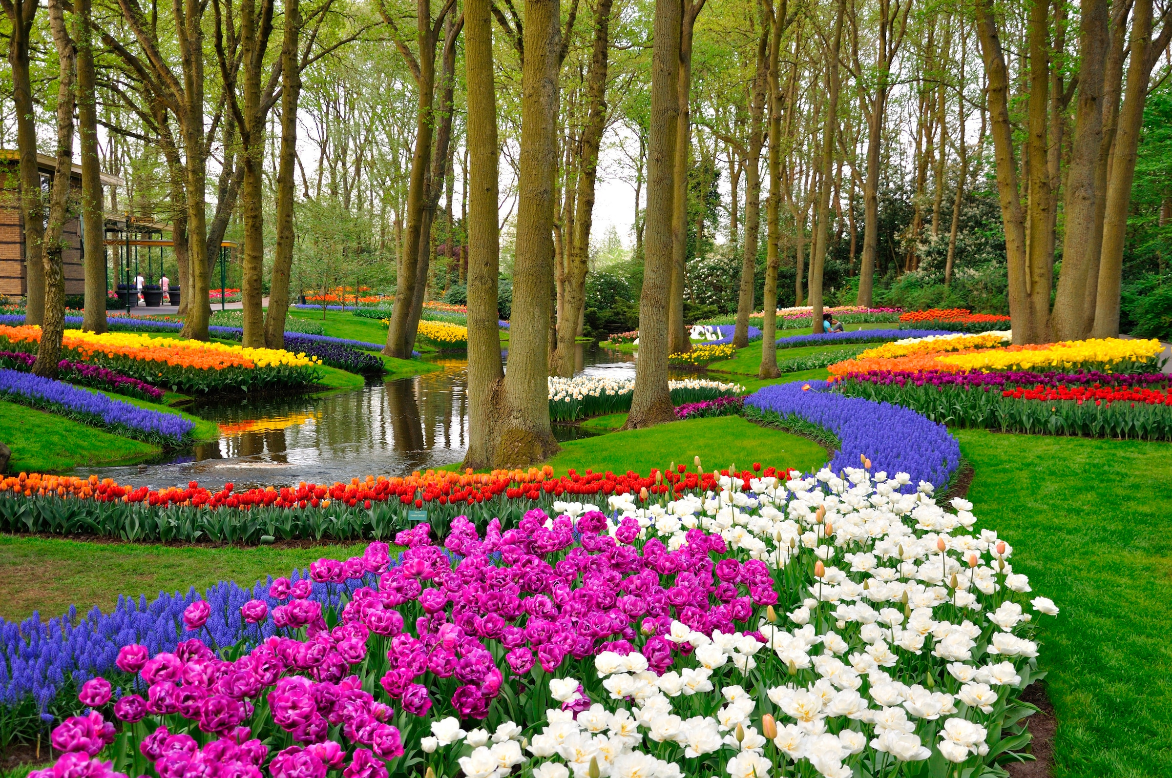 Image of Papermoon Fototapete "Tulips in Keukenhof Park" glatt