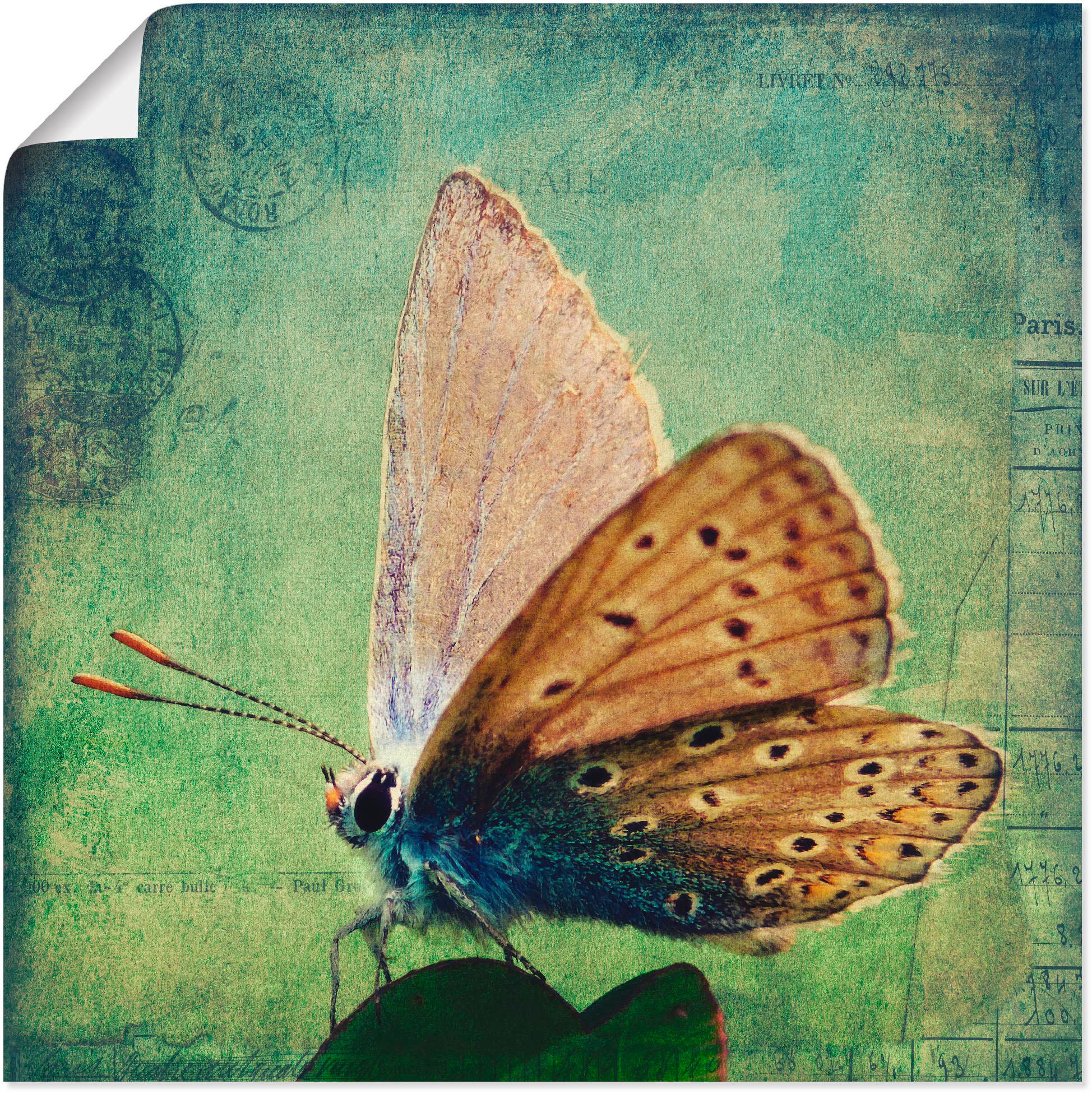 Image of Artland Wandbild »Kleiner Schmetterling«, Insekten, (1 St.), in vielen Grössen & Produktarten -Leinwandbild, Poster, Wandaufkleber / Wandtattoo auch für Badezimmer geeignet bei Ackermann Versand Schweiz