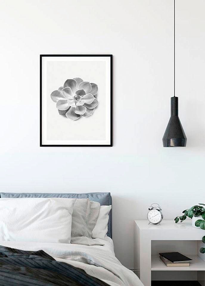Komar Poster »Succulent Aeonium«, Pflanzen-Blätter, (Packung, 1 St., Anzahl  Teile 1), Kinderzimmer, Schlafzimmer, Wohnzimmer versandkostenfrei auf
