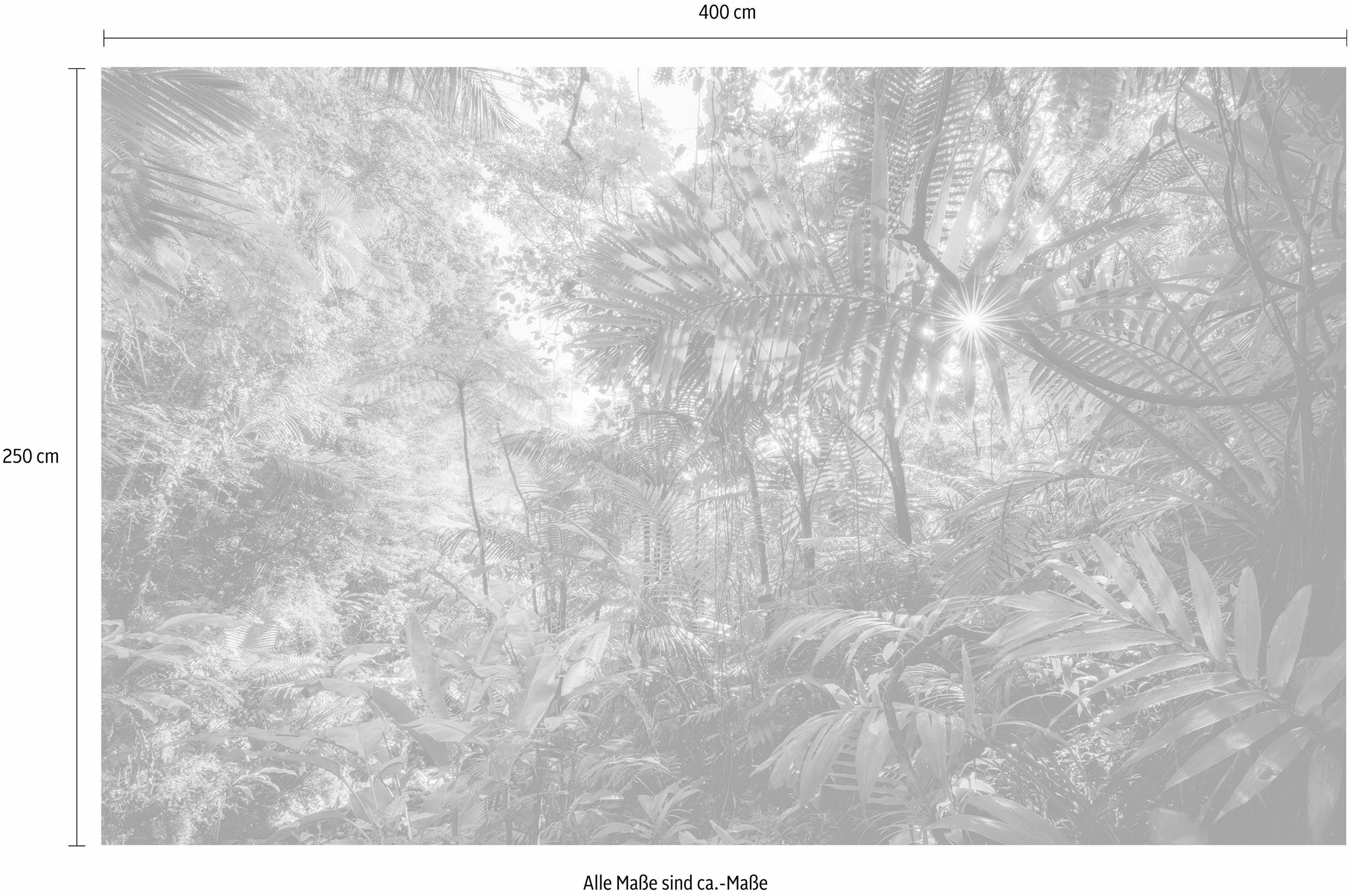 Komar Vliestapete »Digitaldruck Vlies - Into The Jungle - Grösse 400 x 250 cm«, bedruckt, Wohnzimmer, Schlafzimmer