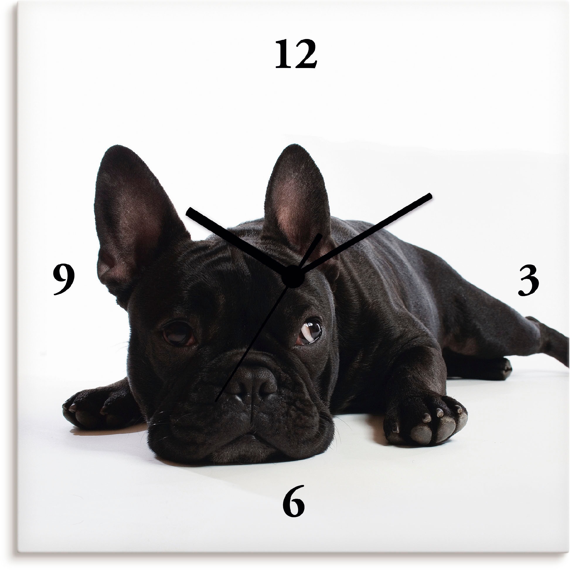 Image of Artland Wanduhr »Bulldogge«, lautlos, ohne Tickgeräusche, nicht tickend, geräuschlos - wählbar: Funkuhr o. Quarzuhr, moderne Uhr für Wohnzimmer, Küche etc. - Stil: modern bei Ackermann Versand Schweiz