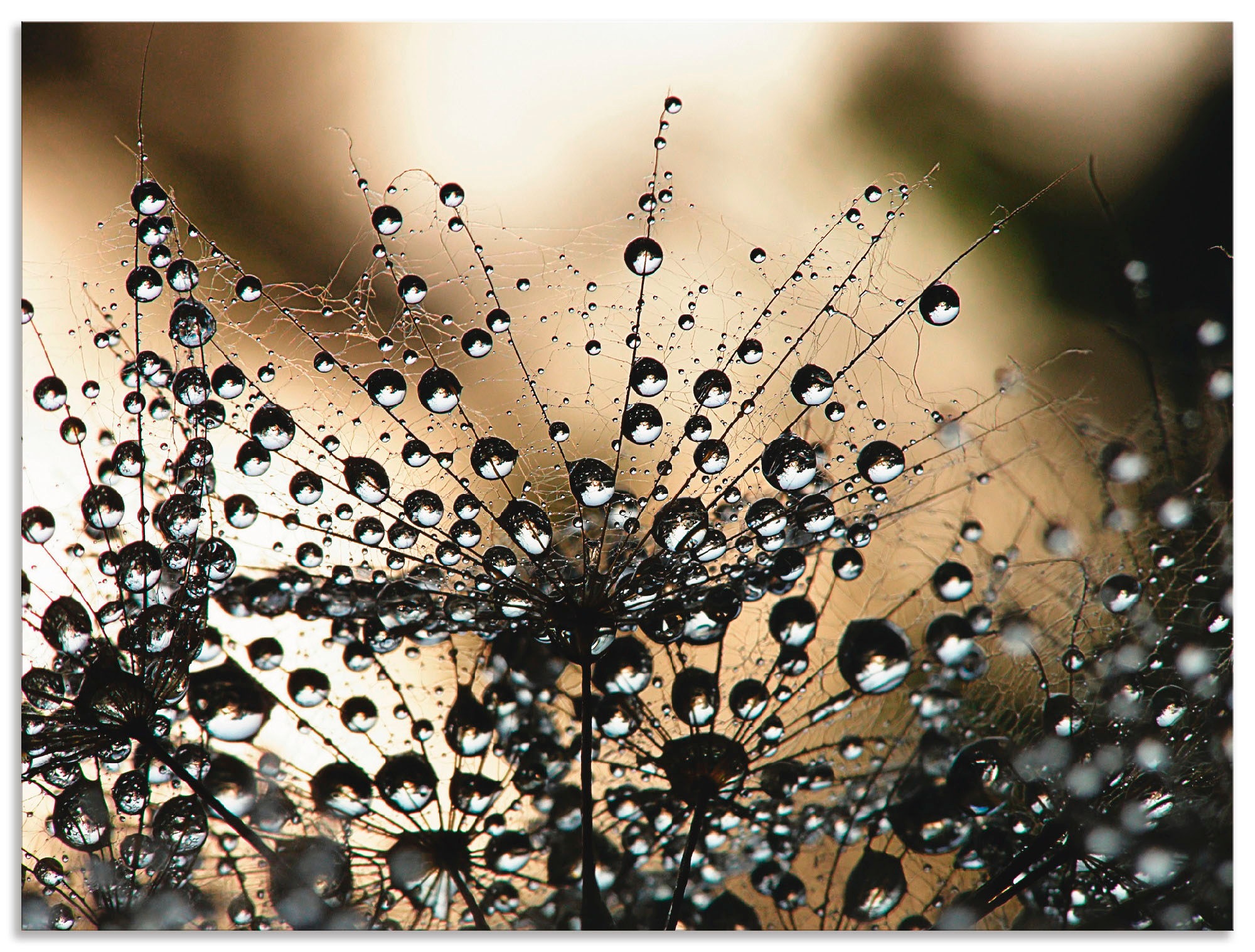 Image of Artland Wandbild »Nasser Löwenzahn«, Blumen, (1 St.), in vielen Grössen & Produktarten - Alubild / Outdoorbild für den Aussenbereich, Leinwandbild, Poster, Wandaufkleber / Wandtattoo auch für Badezimmer geeignet bei Ackermann Versand Schweiz