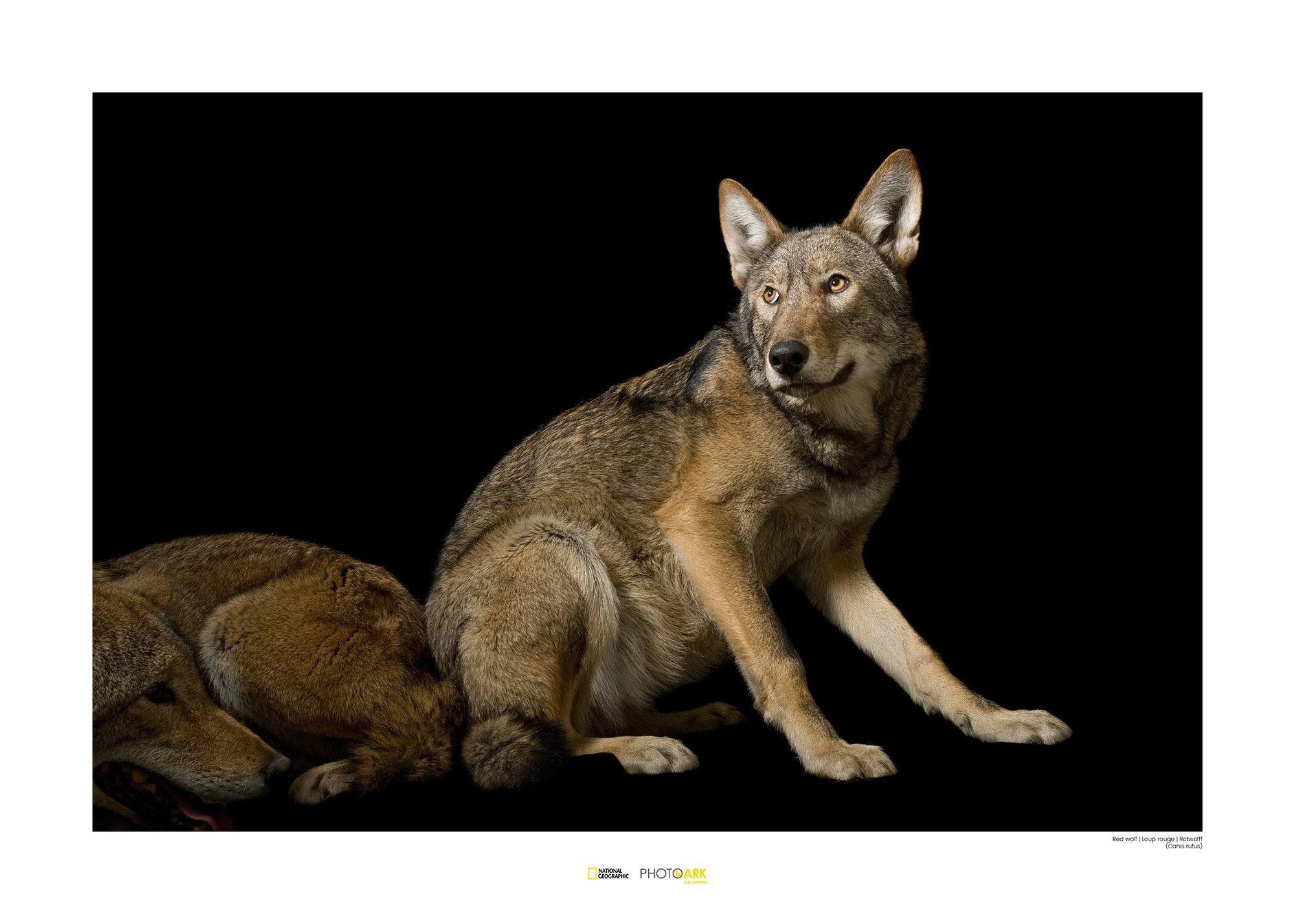 Image of Komar Poster »Red Wolf«, Tiere, Höhe: 40cm bei Ackermann Versand Schweiz