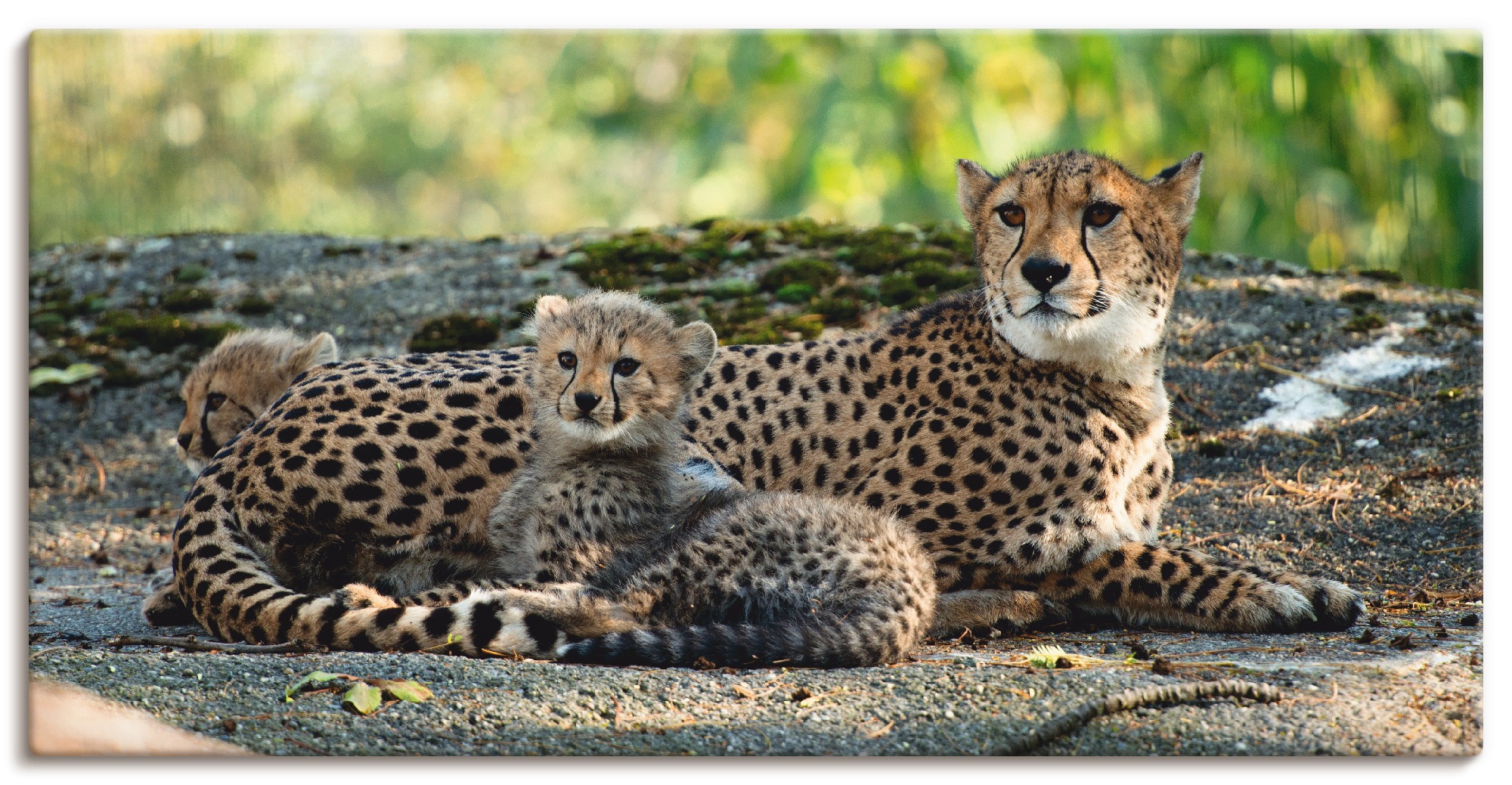 Image of Artland Leinwandbild "Gepard 2" Wildtiere 1 Stk. tlg. auf Holzrahmen gespannt
