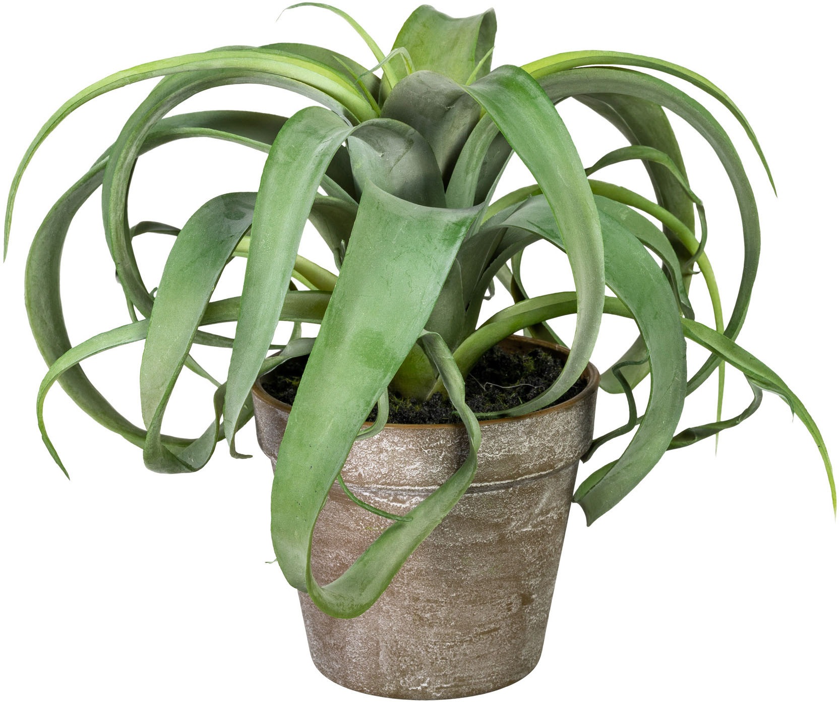 Image of Home affaire Kunstpflanze »Finegand«, (1 St.), im Topf bei Ackermann Versand Schweiz