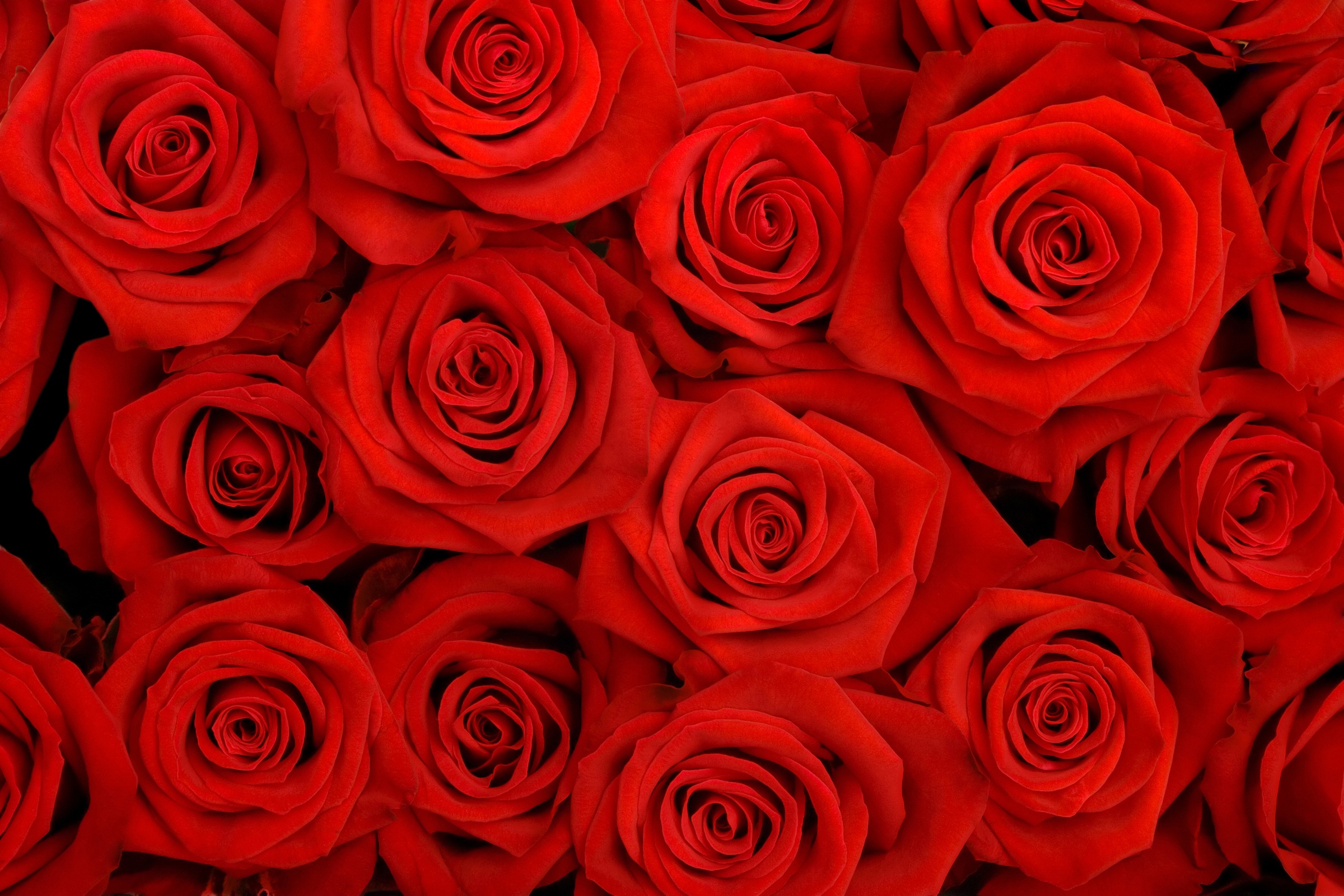 Image of Papermoon Fototapete "Red Roses" glatt