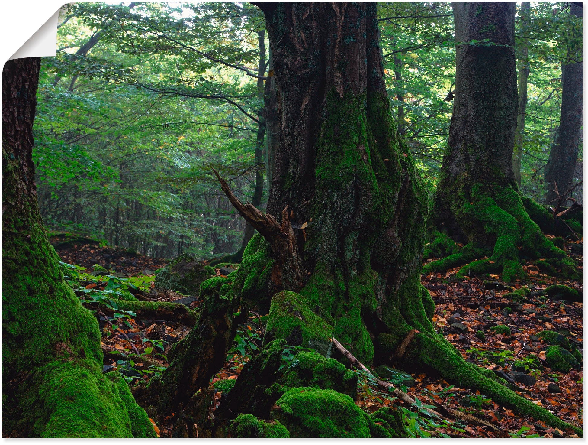 Image of Artland Wandbild »Alte Bäume am Kraterrand«, Wald, (1 St.), in vielen Grössen & Produktarten -Leinwandbild, Poster, Wandaufkleber / Wandtattoo auch für Badezimmer geeignet bei Ackermann Versand Schweiz