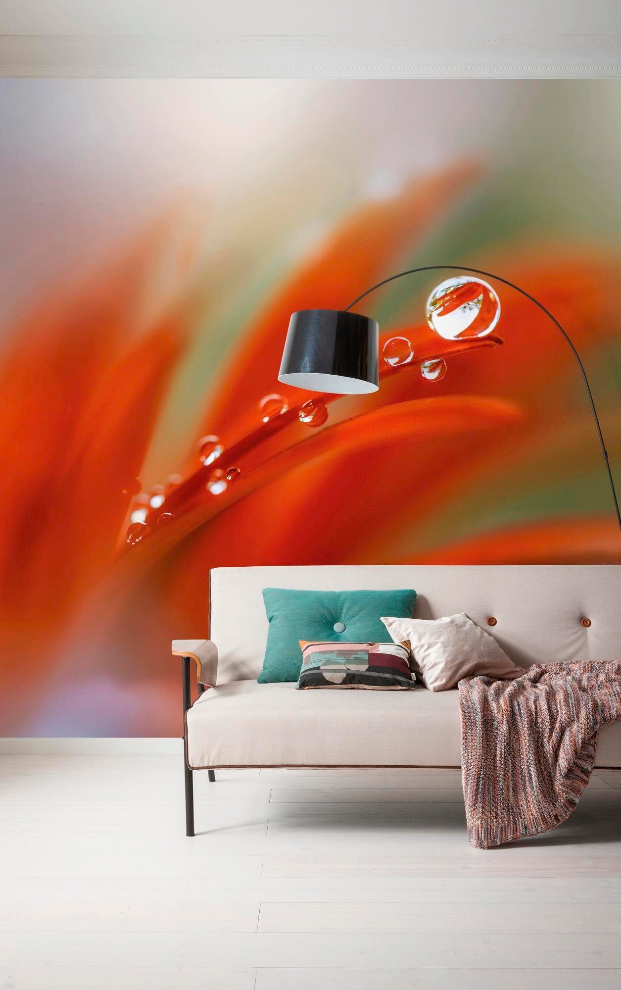 Komar Papier peint intissé »Digitaldruck Vlies -  Tautropfen - Grösse 300 x 250 cm« imprimé Wohnzimmer, Schlafzimmer