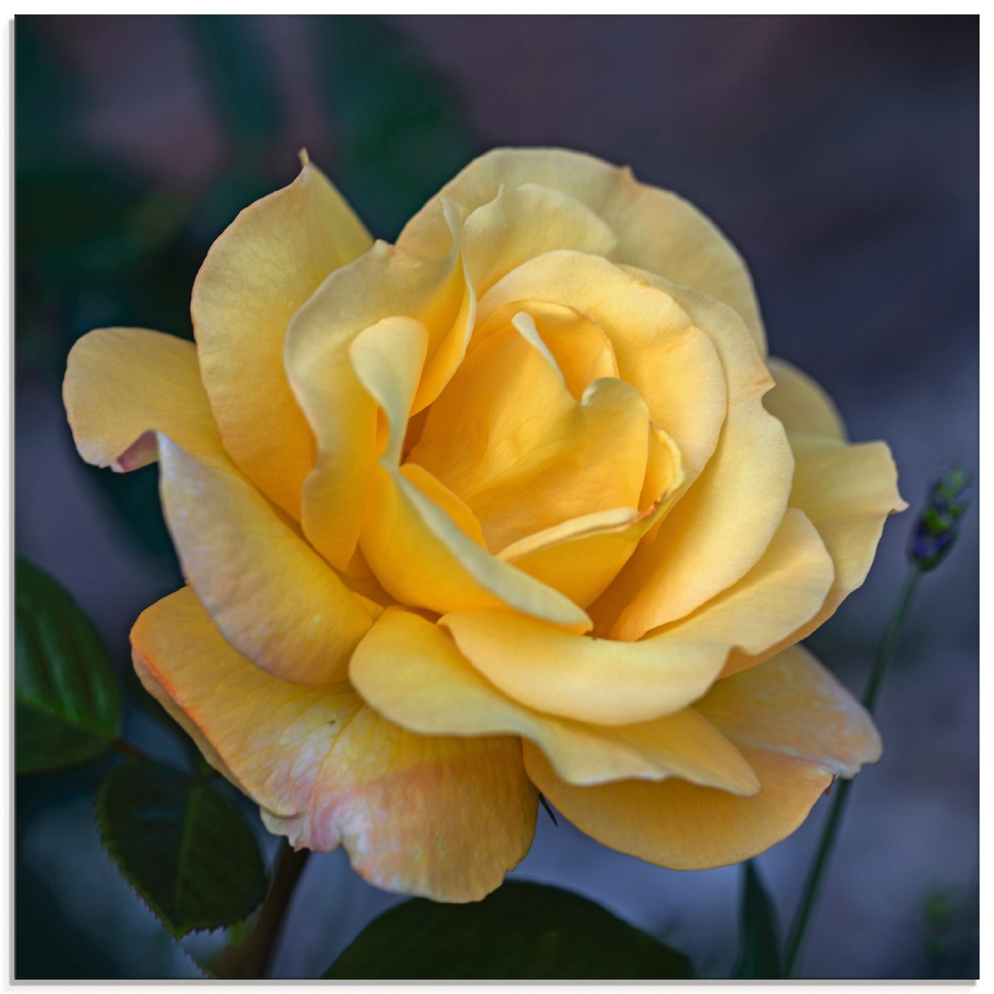 Image of Artland Glasbild "Gelbe Rose" Blumen 1 Stk. tlg. in verschiedenen Grössen