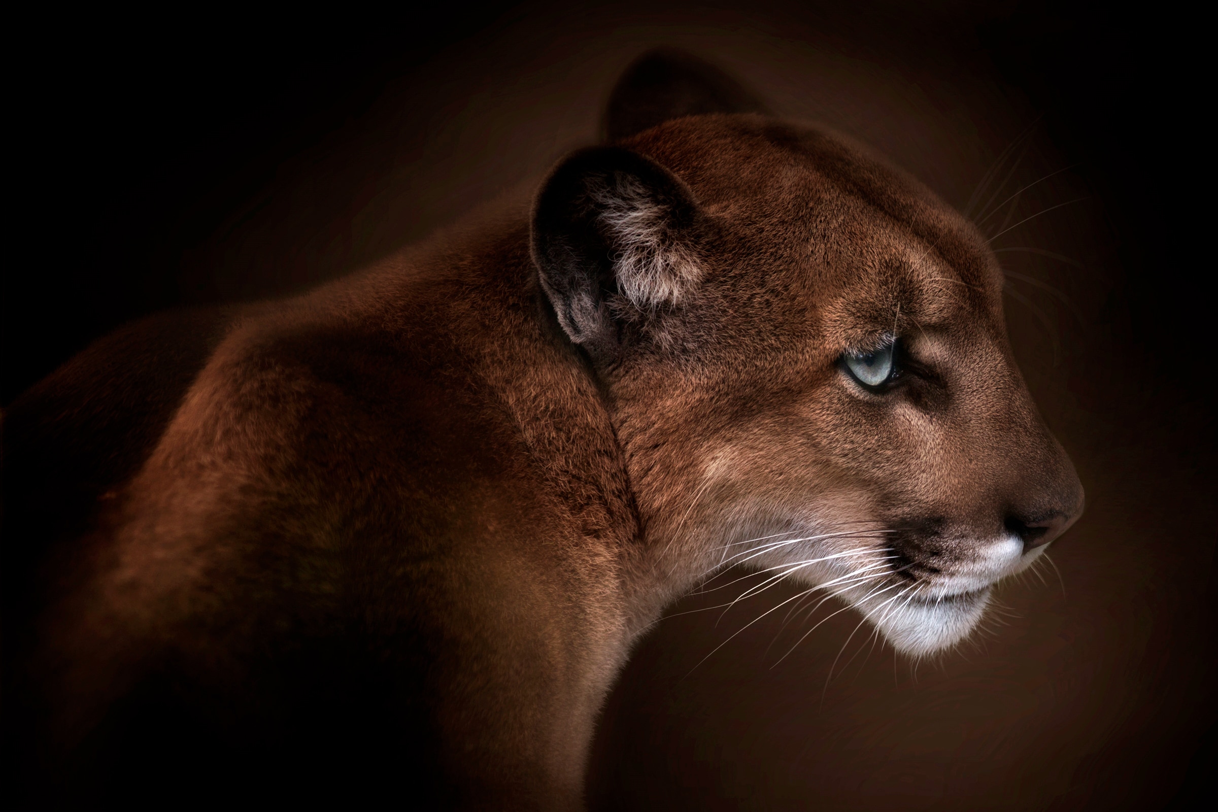 Fototapete »Photo-Art DORIS REINDL, PUMA«