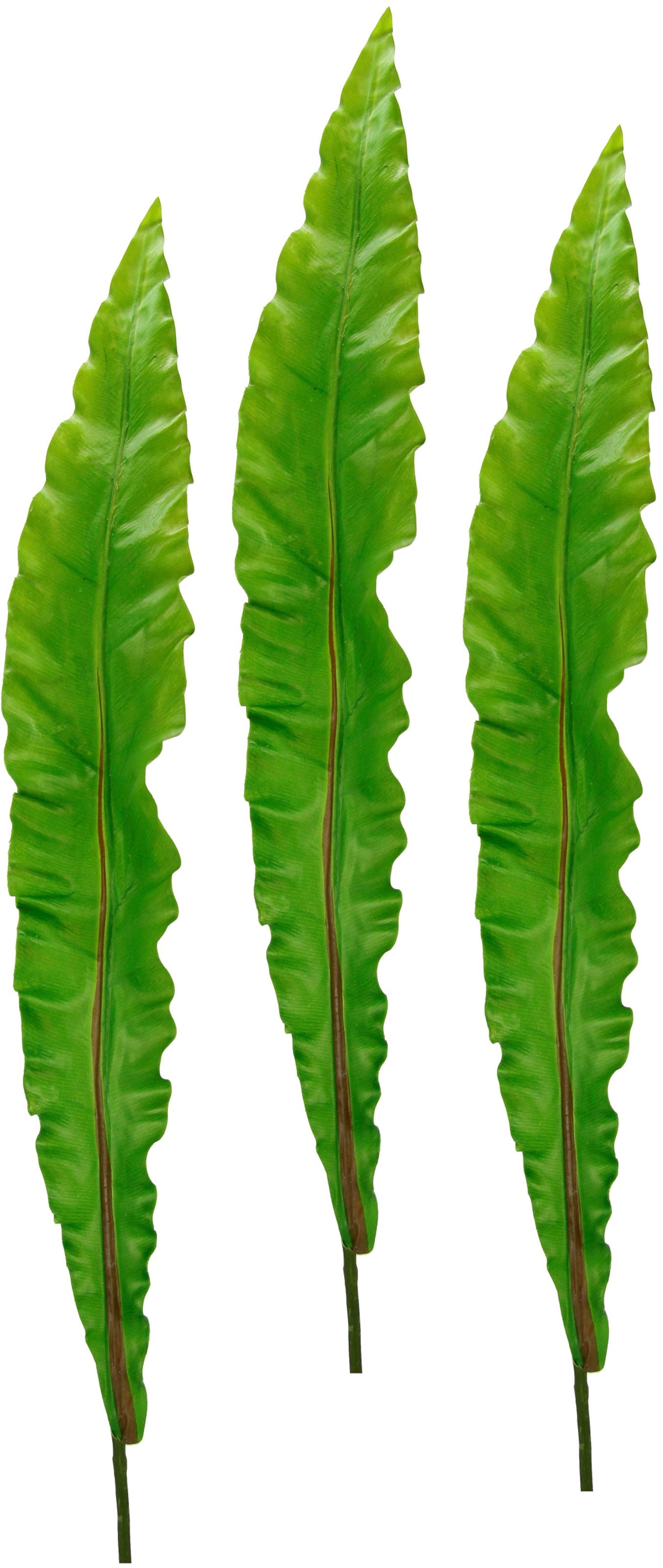 Image of I.GE.A. Kunstpflanze »Nestfarnblatt«, (3 St.), Monstera, Kunstzweig, 3er Set bei Ackermann Versand Schweiz