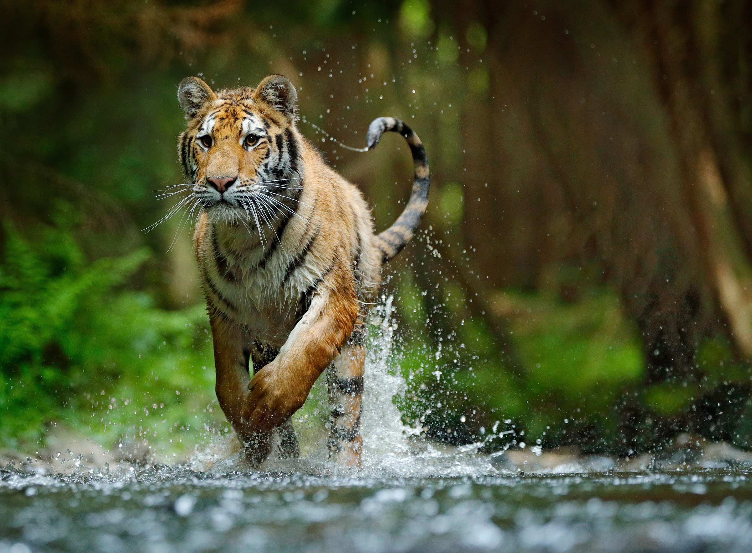 Image of Papermoon Fototapete »Siberian Amur Tiger« bei Ackermann Versand Schweiz