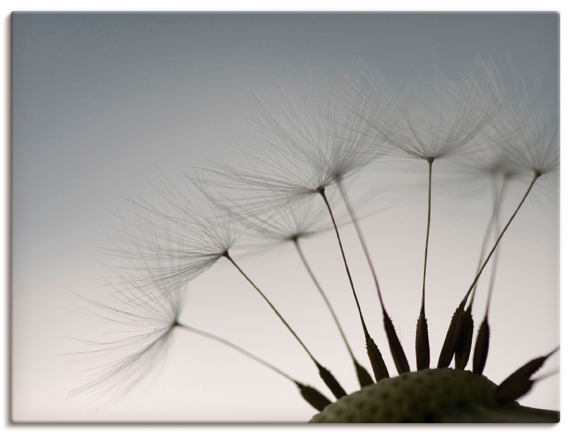 Image of Artland Leinwandbild "Pusteblumen-Samen I" Blumen 1 Stk. tlg. auf Holzrahmen gespannt