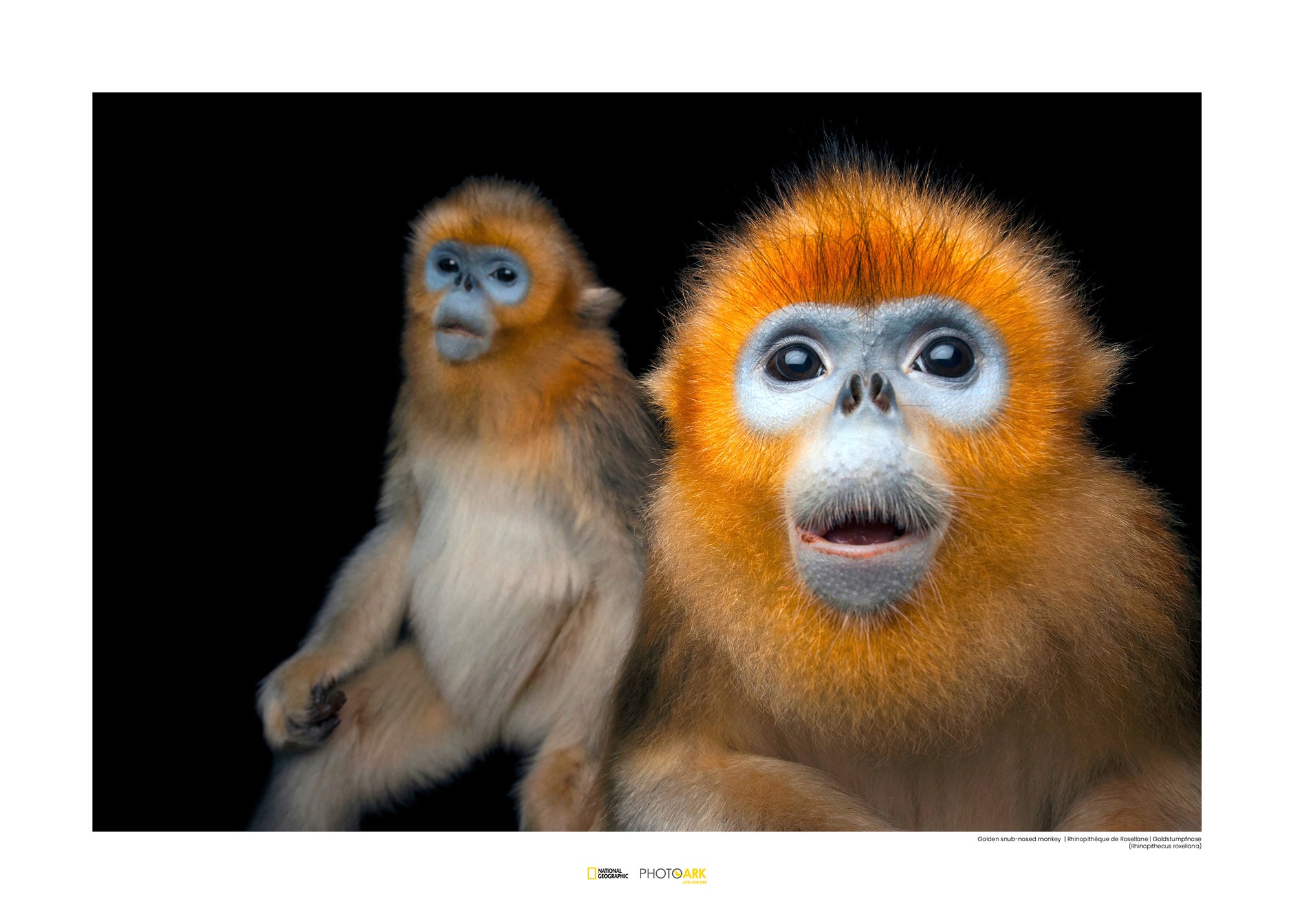 Image of Komar Poster »Golden Snub-nosed Monkey«, Tiere, Höhe: 40cm bei Ackermann Versand Schweiz