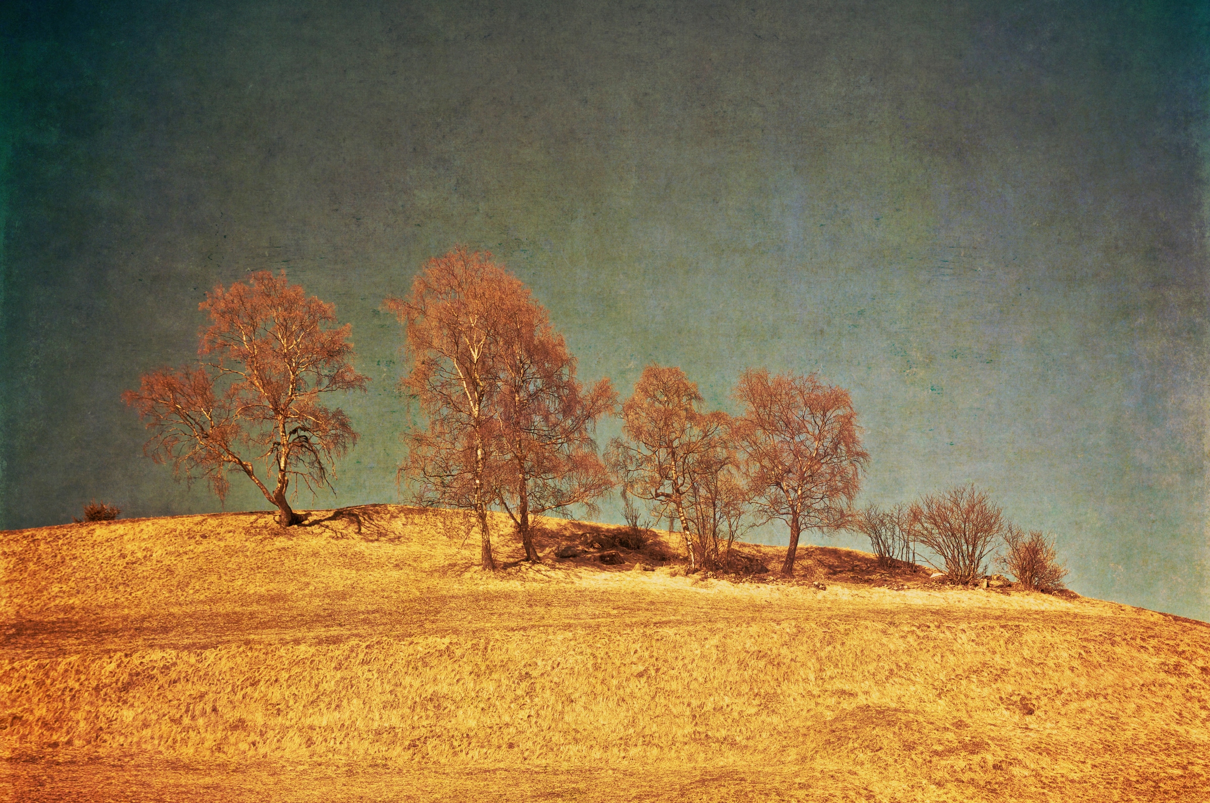 Image of Papermoon Fototapete "BÄUME-VINTAGE NATUR LANDSCHAFT HERBST WALD WANDBILD XXL"