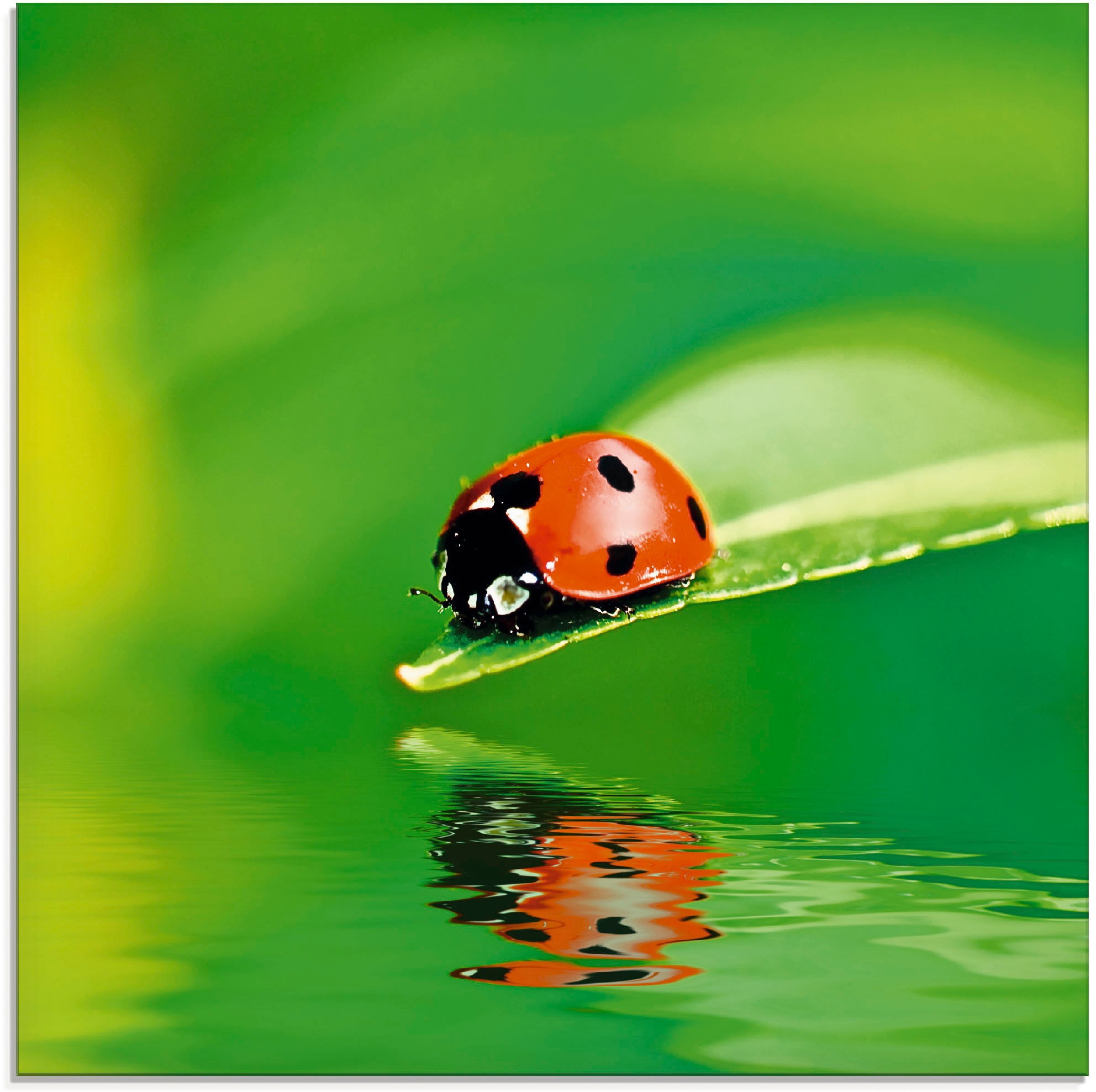 Image of Artland Glasbild "Marienkäfer auf einem Blatt" Insekten 1 Stk. tlg. in verschiedenen Grössen