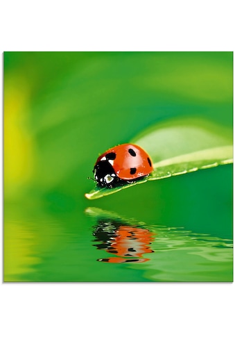 Glasbild »Marienkäfer auf einem Blatt«, Insekten, (1 St.)