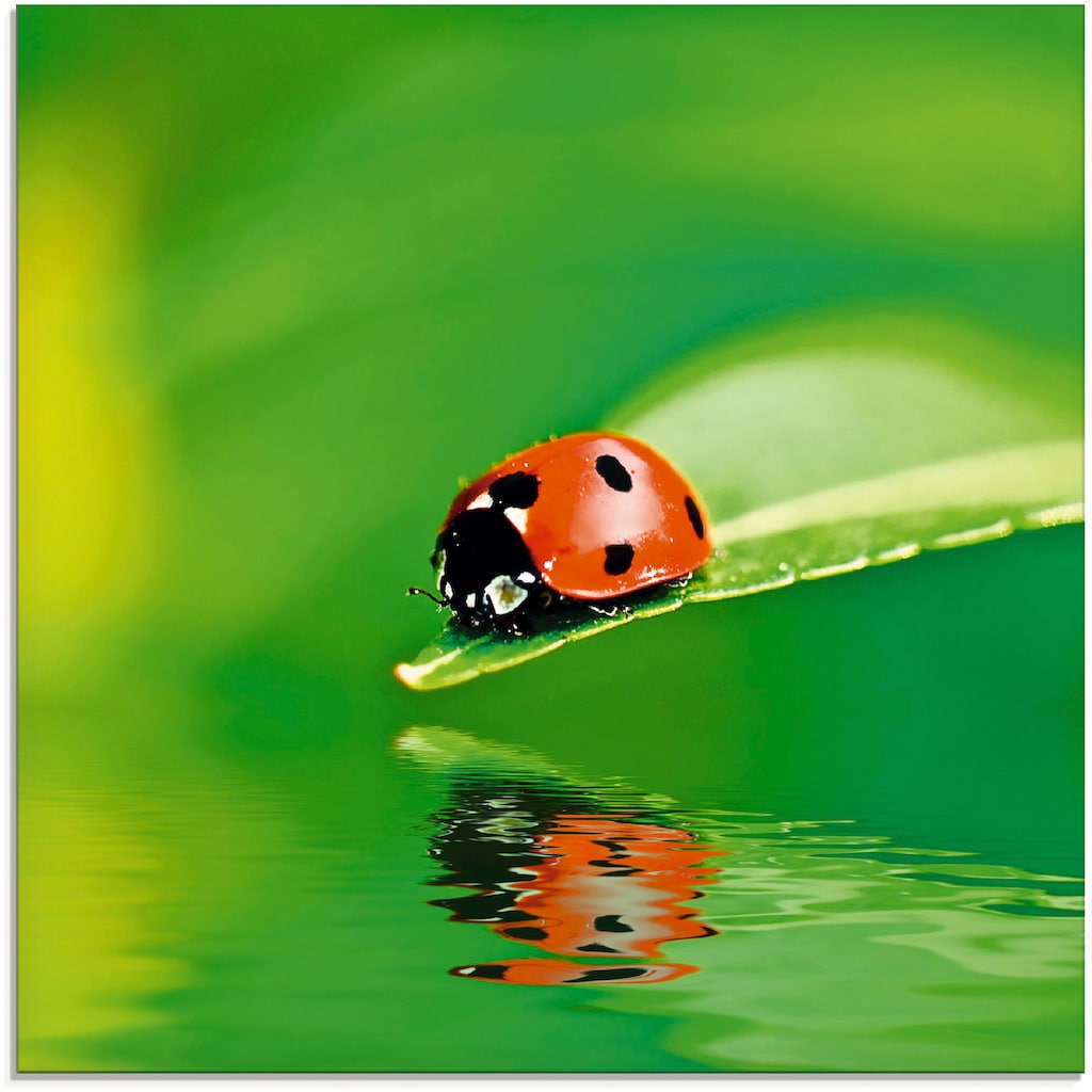 Artland Glasbild »Marienkäfer auf einem Blatt«, Insekten, (1 St.)