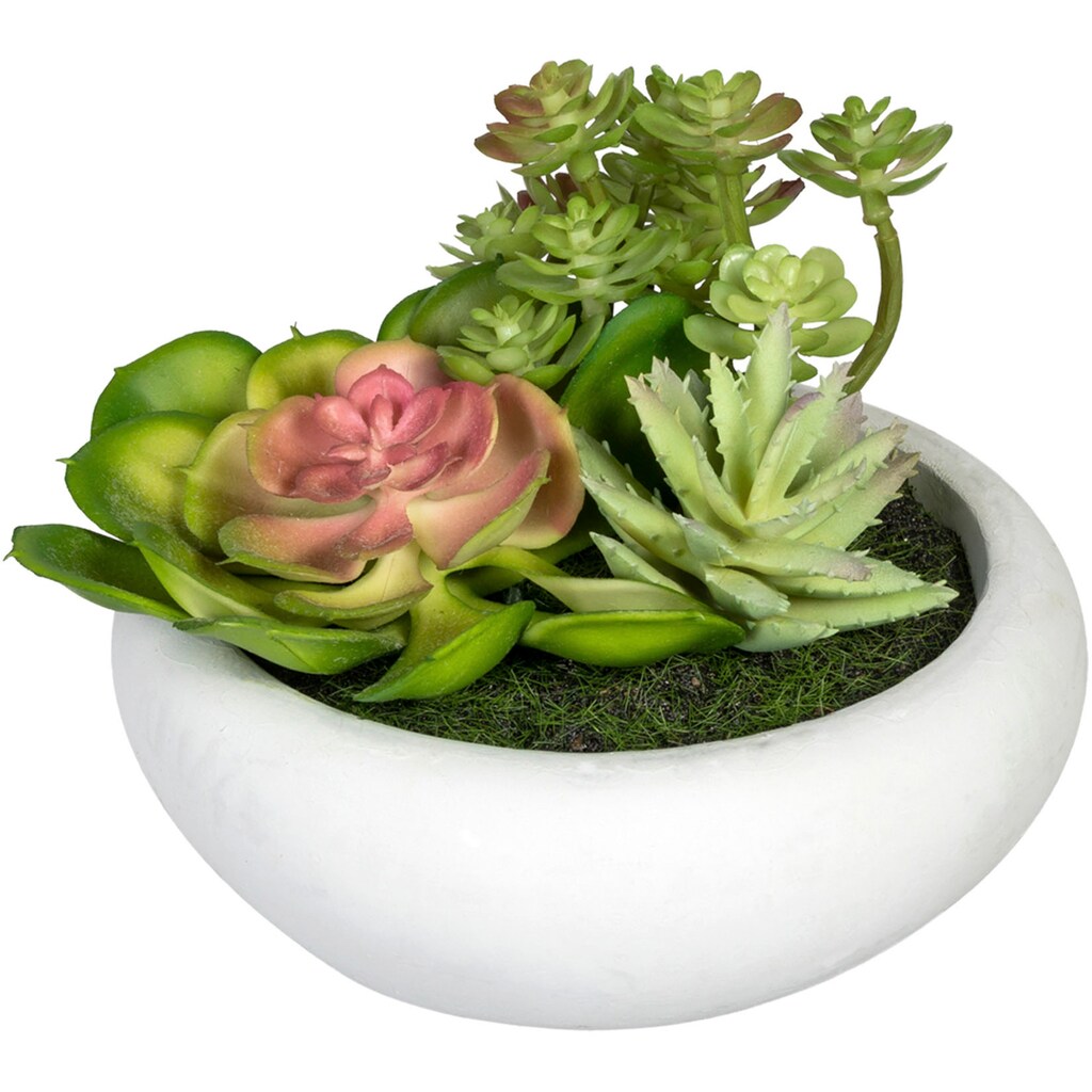 Creativ green Künstliche Zimmerpflanze »Sukkulentenarrangement«