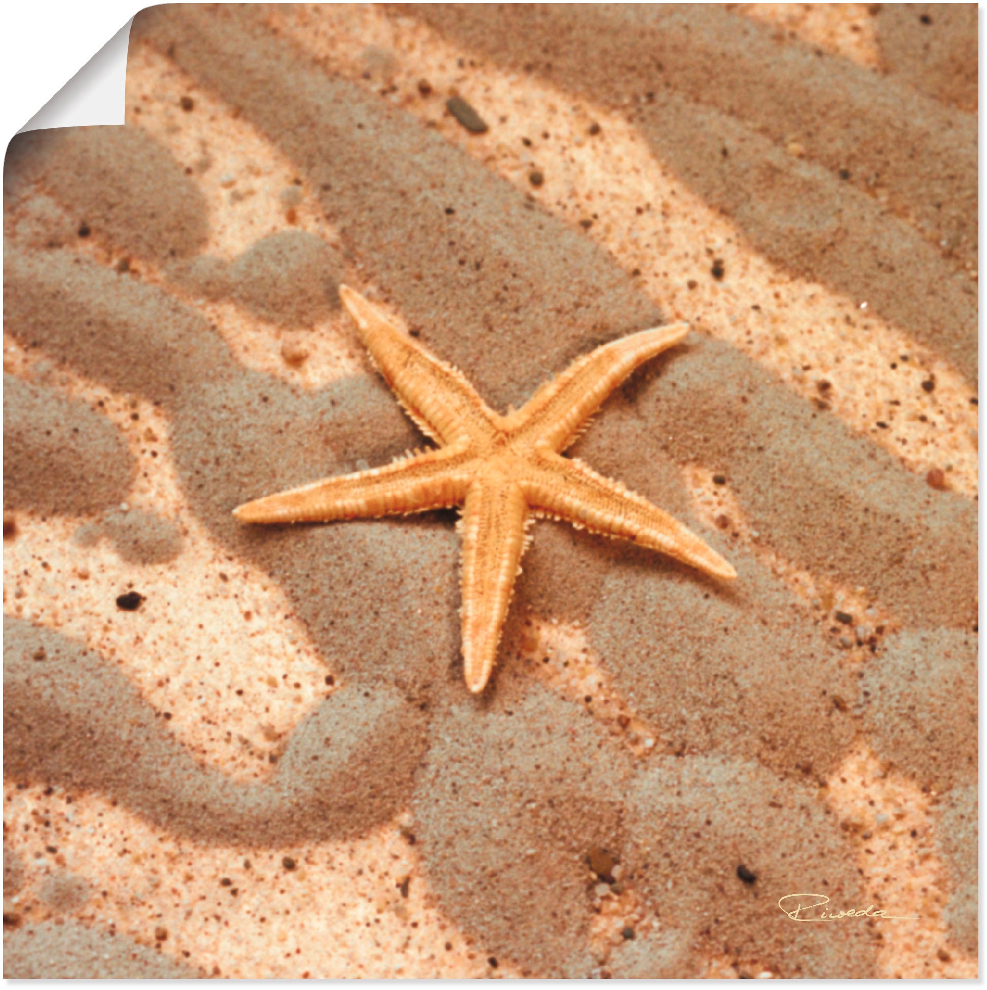 Image of Artland Wandbild »Seestern«, Wassertiere, (1 St.), in vielen Grössen & Produktarten - Alubild / Outdoorbild für den Aussenbereich, Leinwandbild, Poster, Wandaufkleber / Wandtattoo auch für Badezimmer geeignet bei Ackermann Versand Schweiz